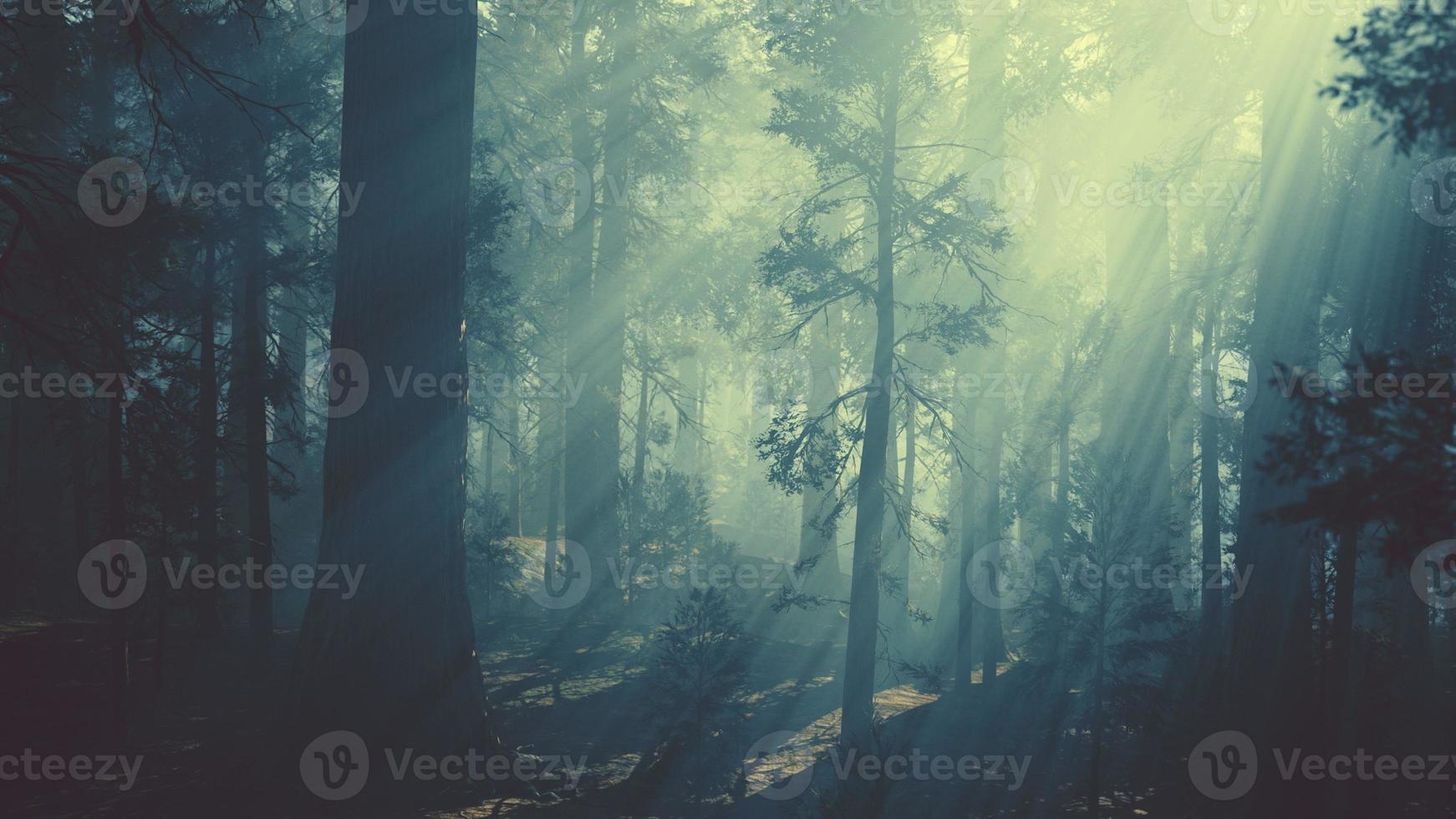 black tree trunk in a dark pine tree forest photo