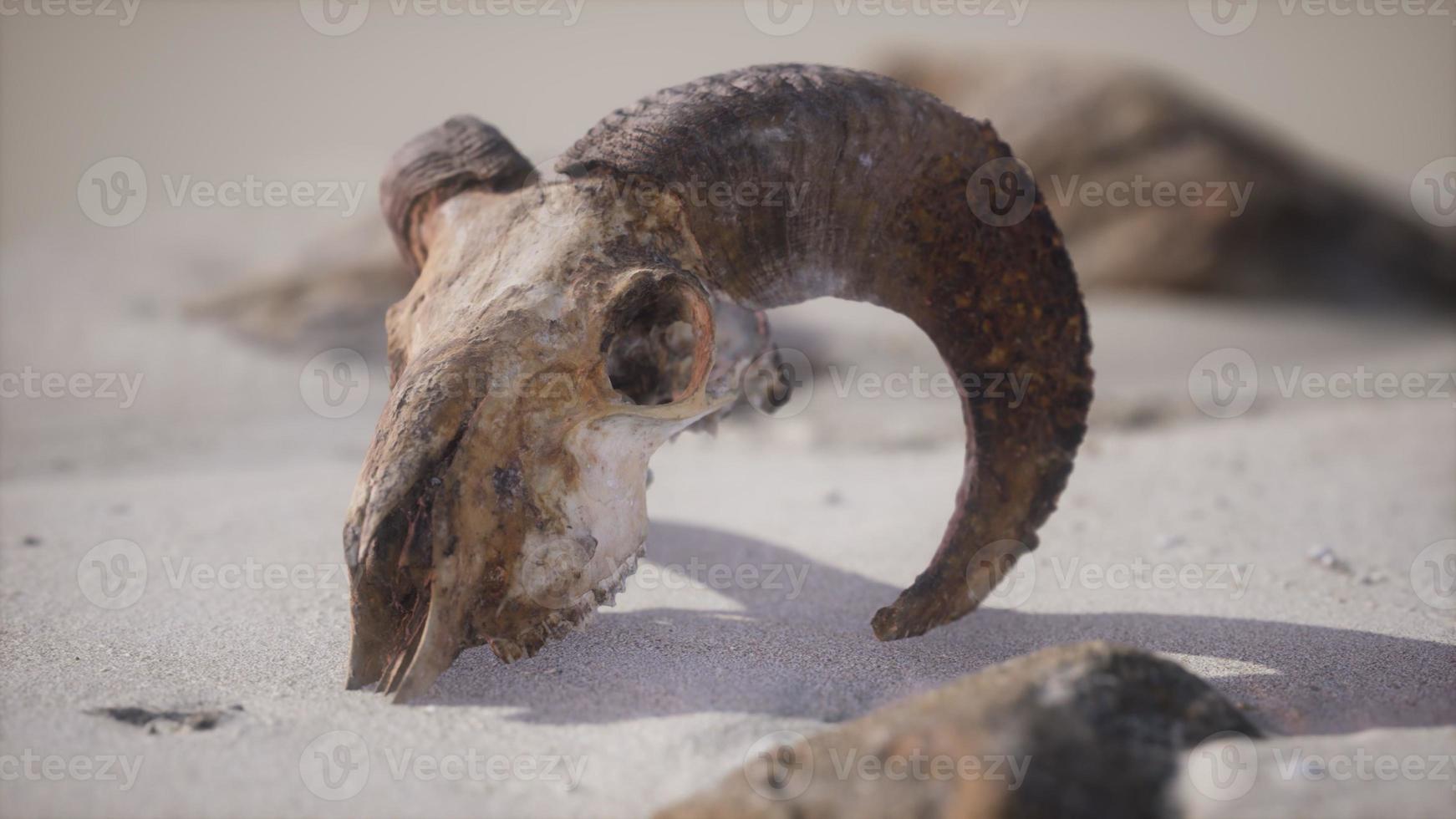 Skull with ram horns on the beach photo