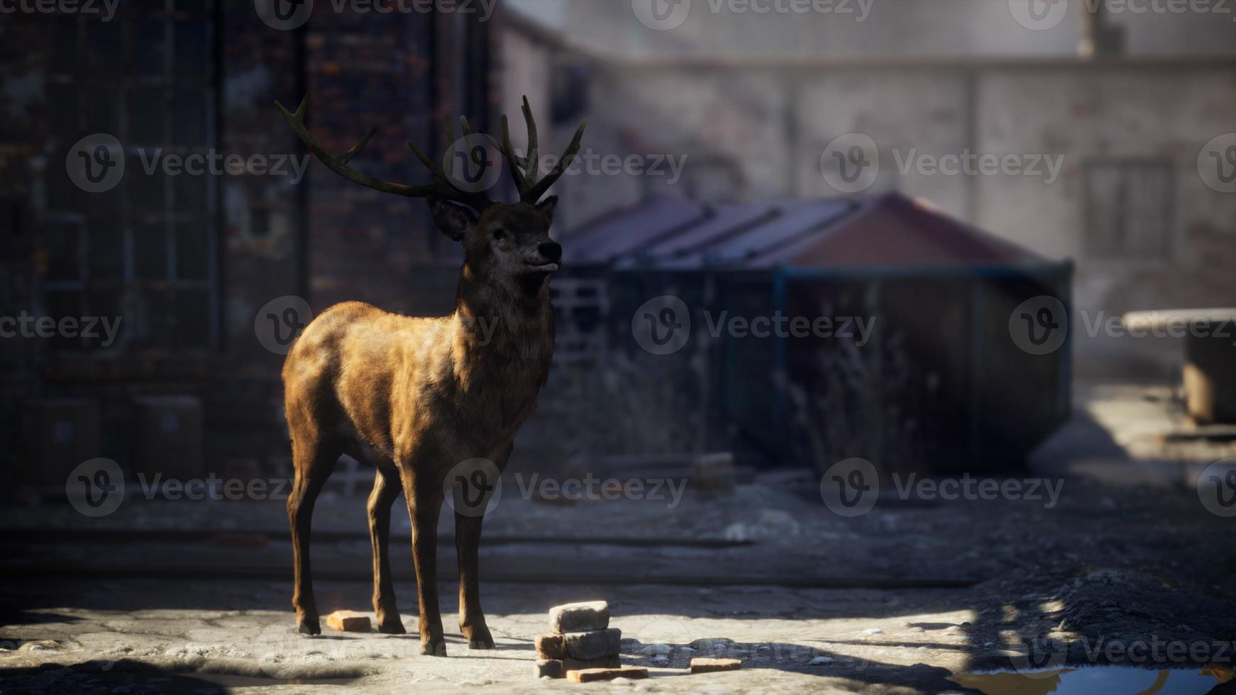 ciervos salvajes alojados en las calles de una ciudad abandonada foto