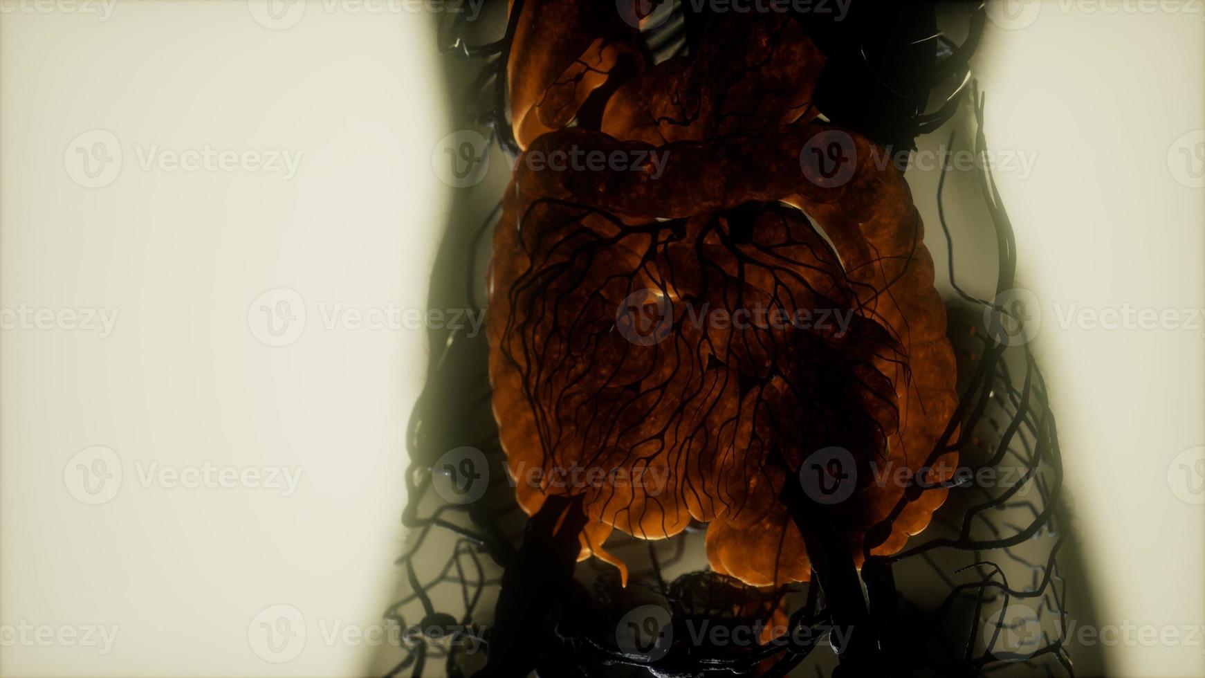 Contrast MRI of the human body organs 5805515 Stock Photo at Vecteezy Biology Diagrams