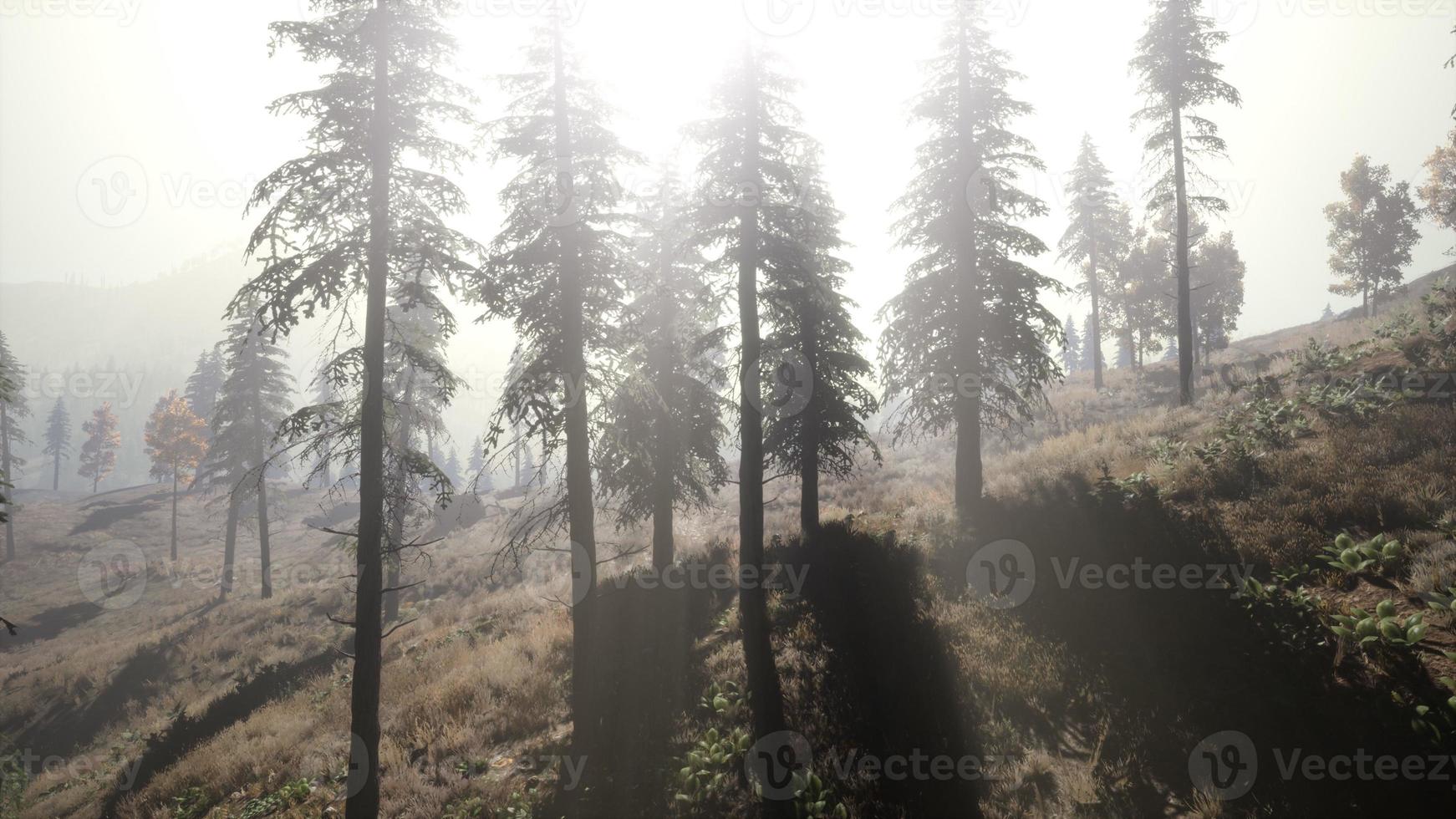 Calm moody forest in misty fog in the morning photo