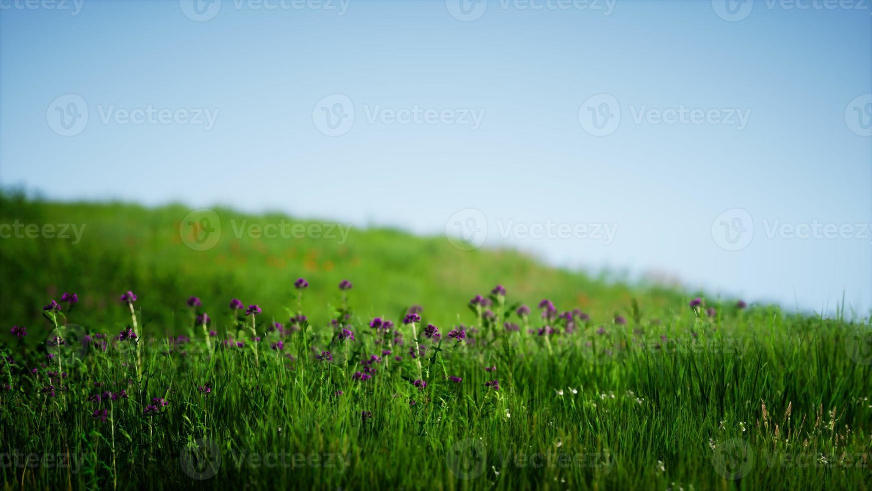 Field of green fresh grass under blue sky photo