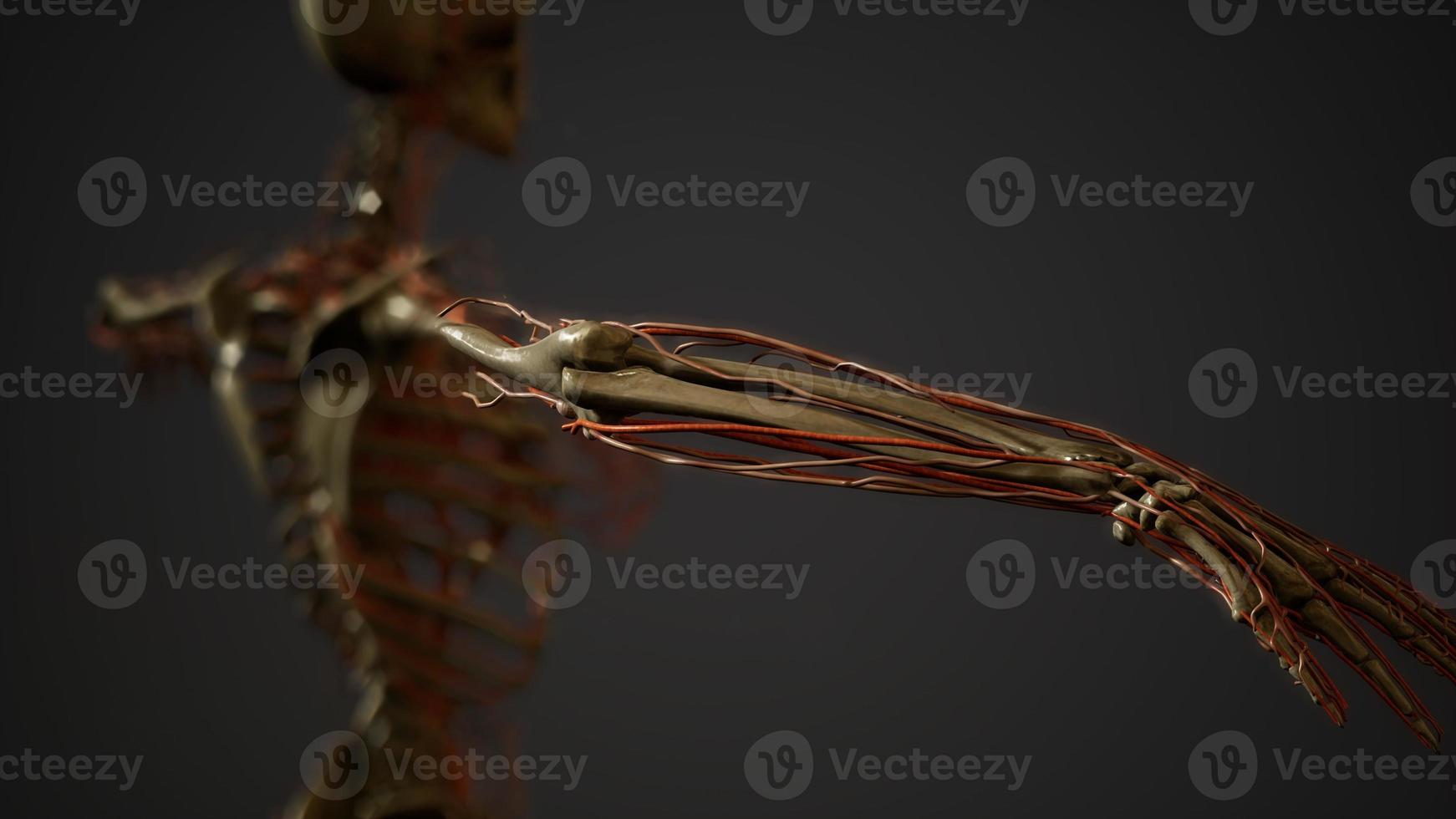 Human body blood vessel anatomy photo