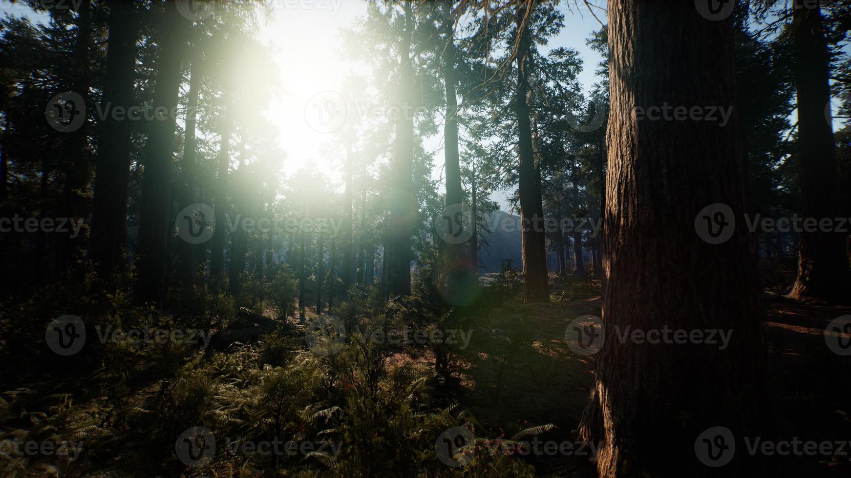 Giant Sequoia Trees at summertime in Sequoia National Park, California photo