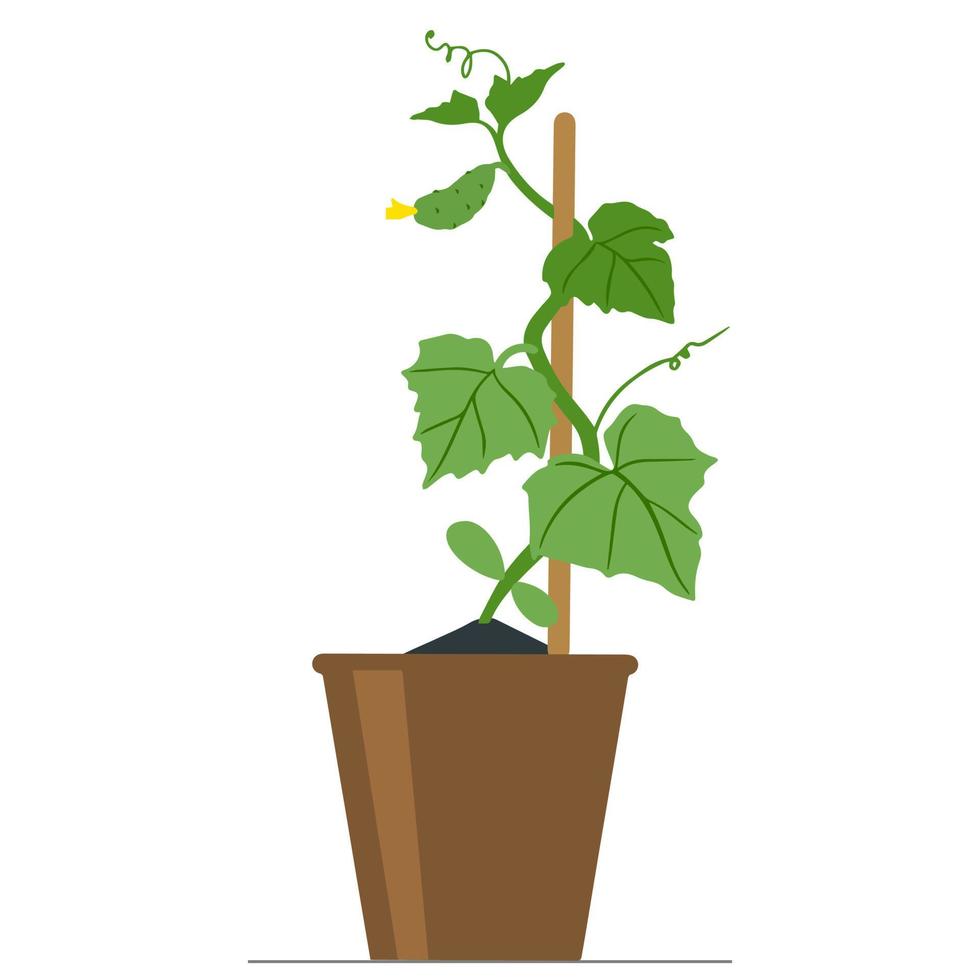 Cucumber seedlings in flower pot vector