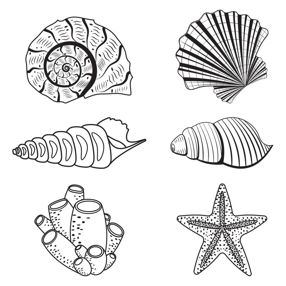 A set of seashells. Black outline line, doodle style vector