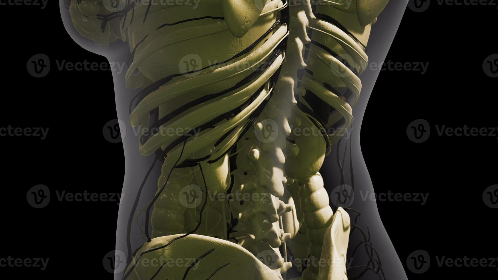 science anatomy of human Blood Vessels photo