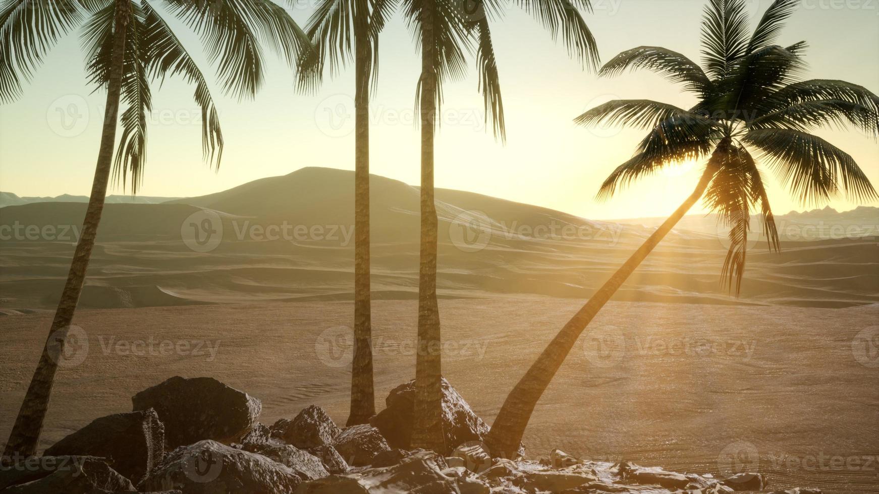 palms in desert at sunset photo