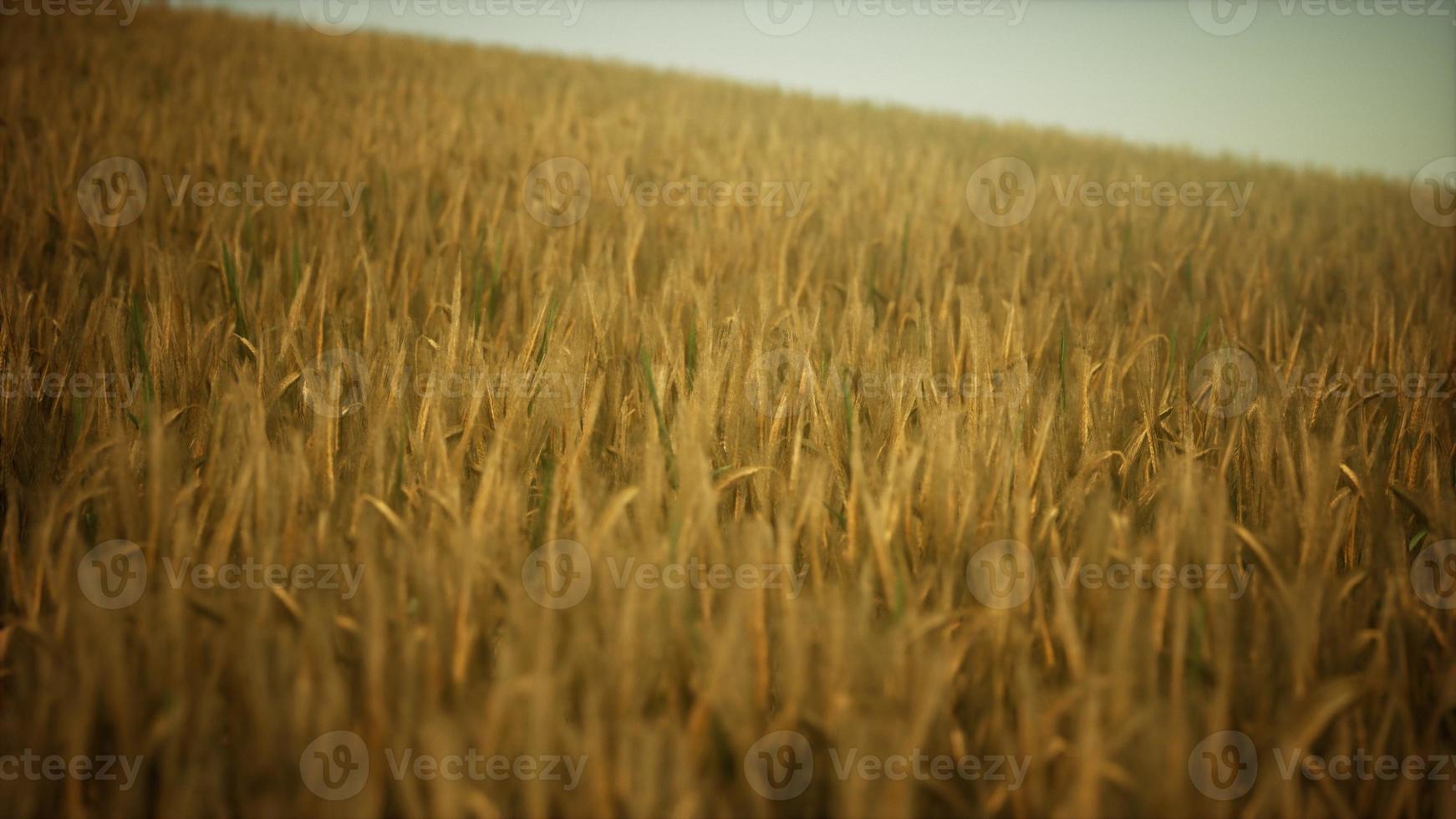 Dark stormy clouds over wheat field photo