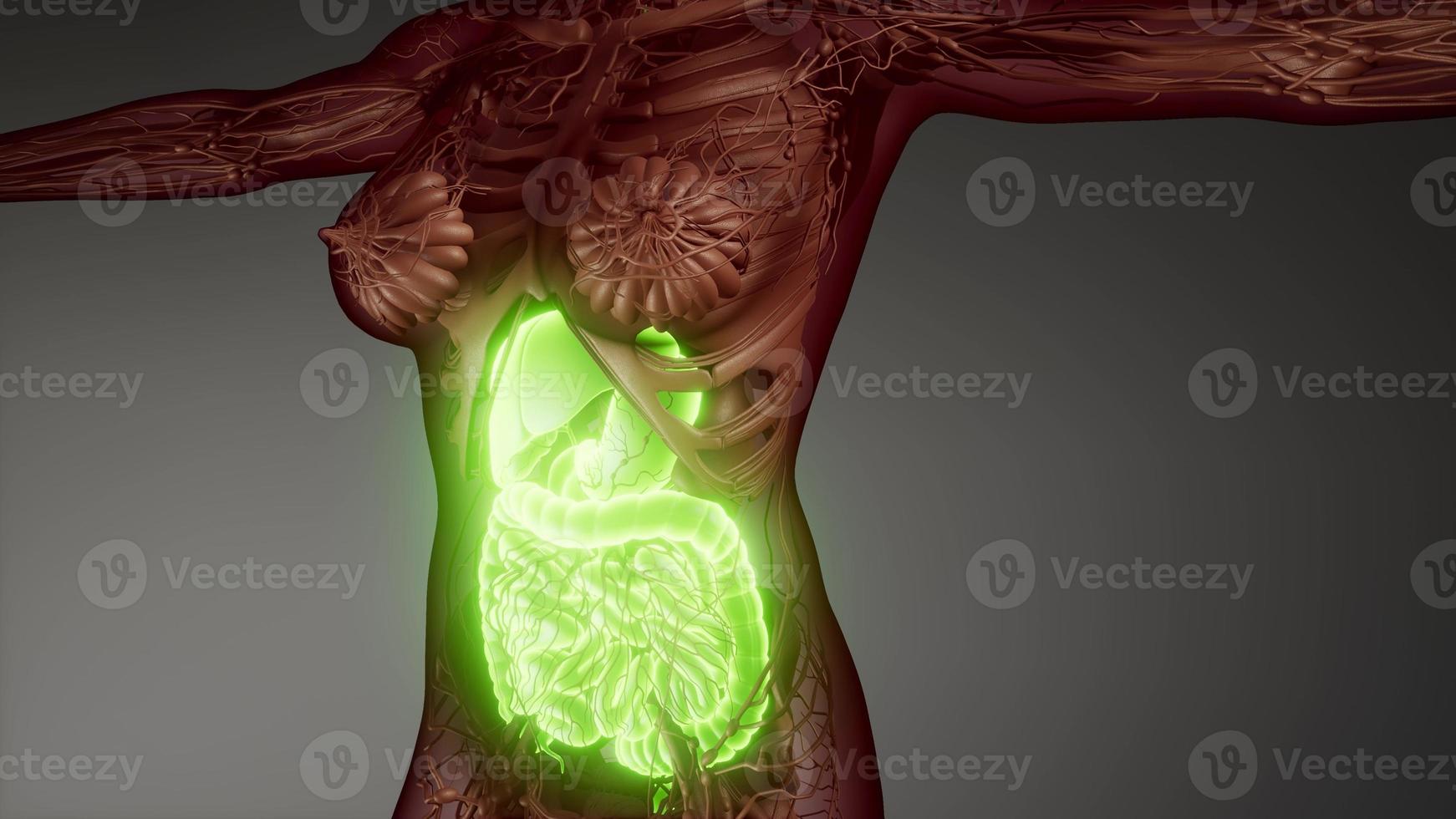 partes y funciones del sistema digestivo humano foto