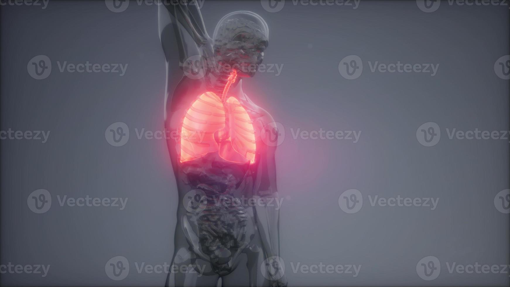 examen de radiología de pulmones humanos foto