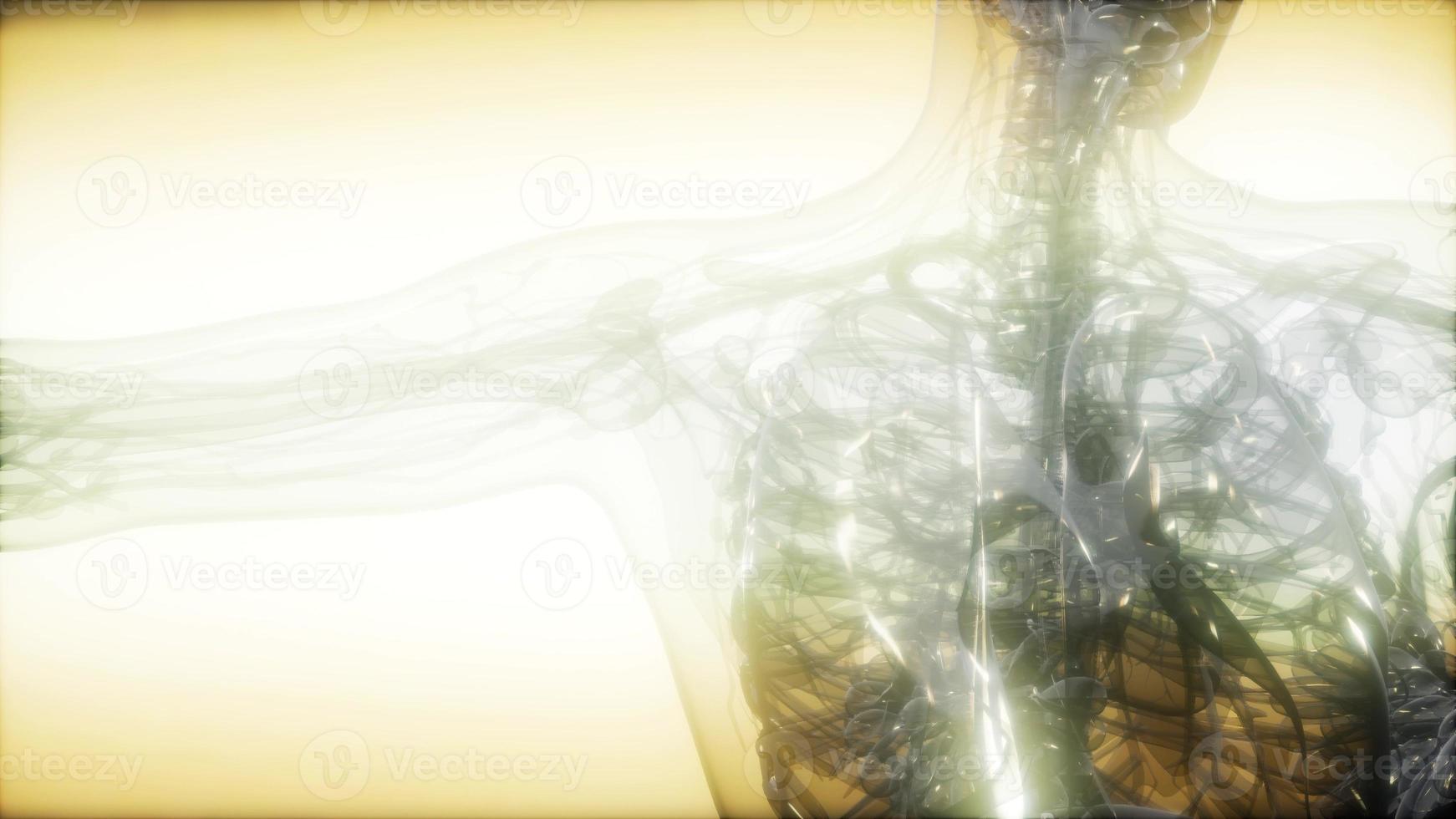 X-Ray Image Of Human Body photo