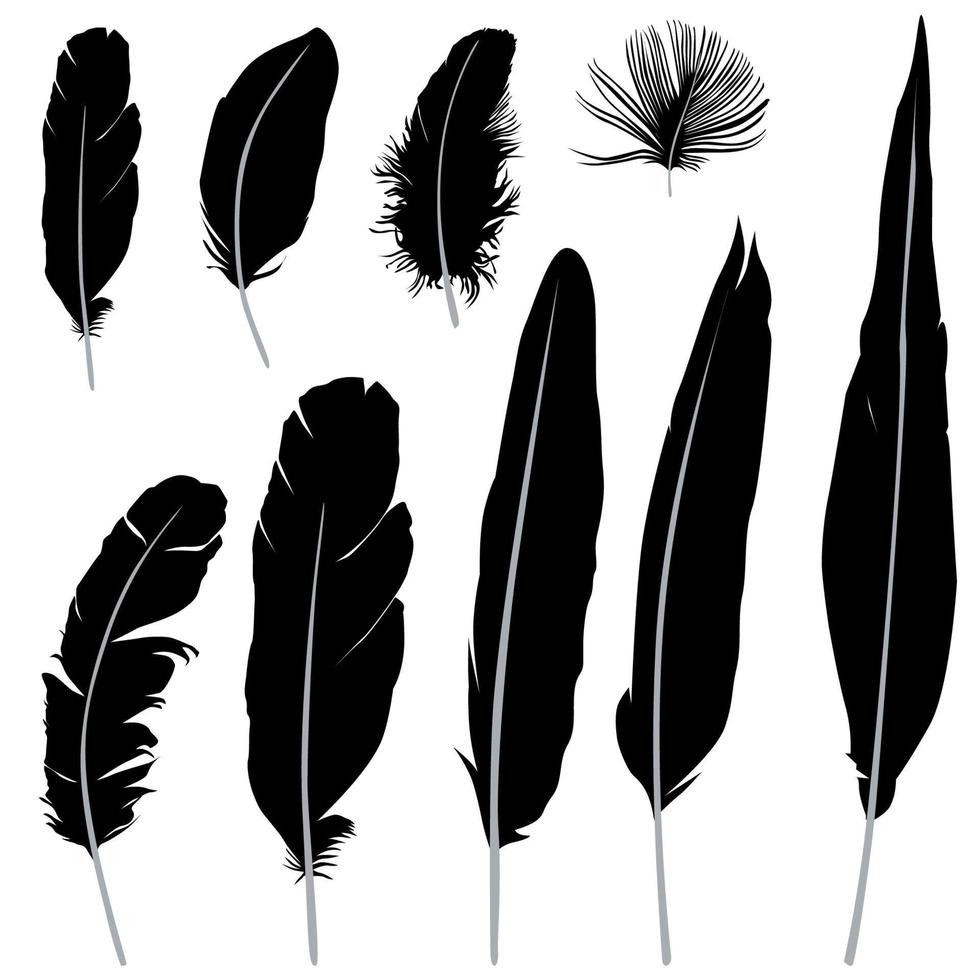 Feather set. Different wild birds feather silhouette sign. Vector illustration isolated over white background