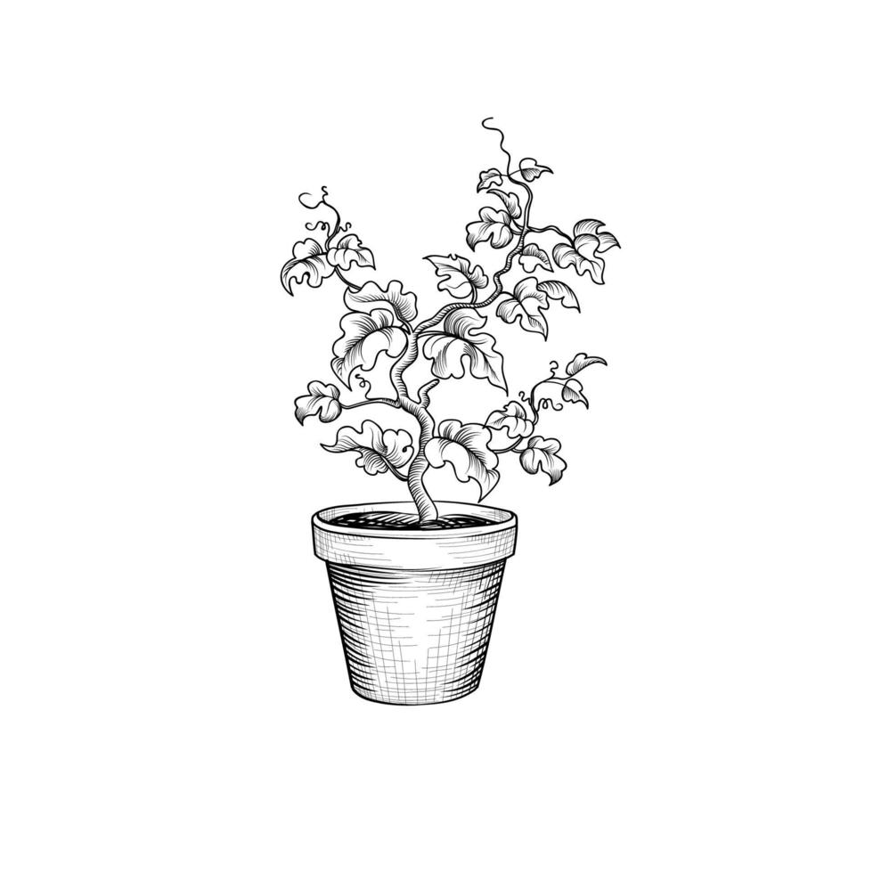 Floral pot. Decorative bonsai tree isolated. Plant with leaves engraving. Decorative grape tree. Plant bloom growth. vector