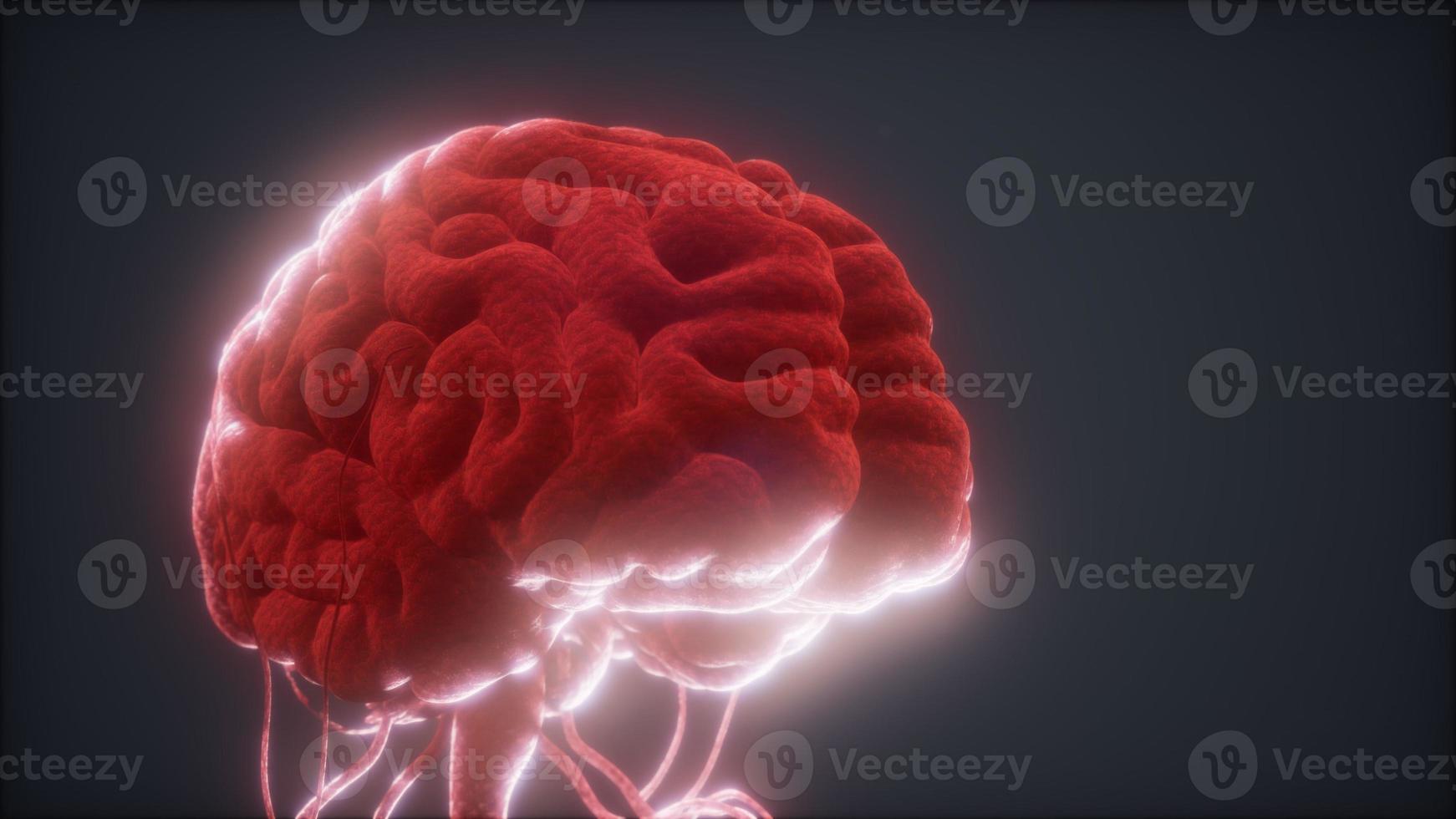 animated model of human brain photo