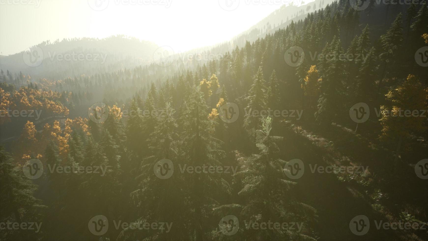 Aerial Drone View Flight over pine tree forest in Mountain at sunset photo