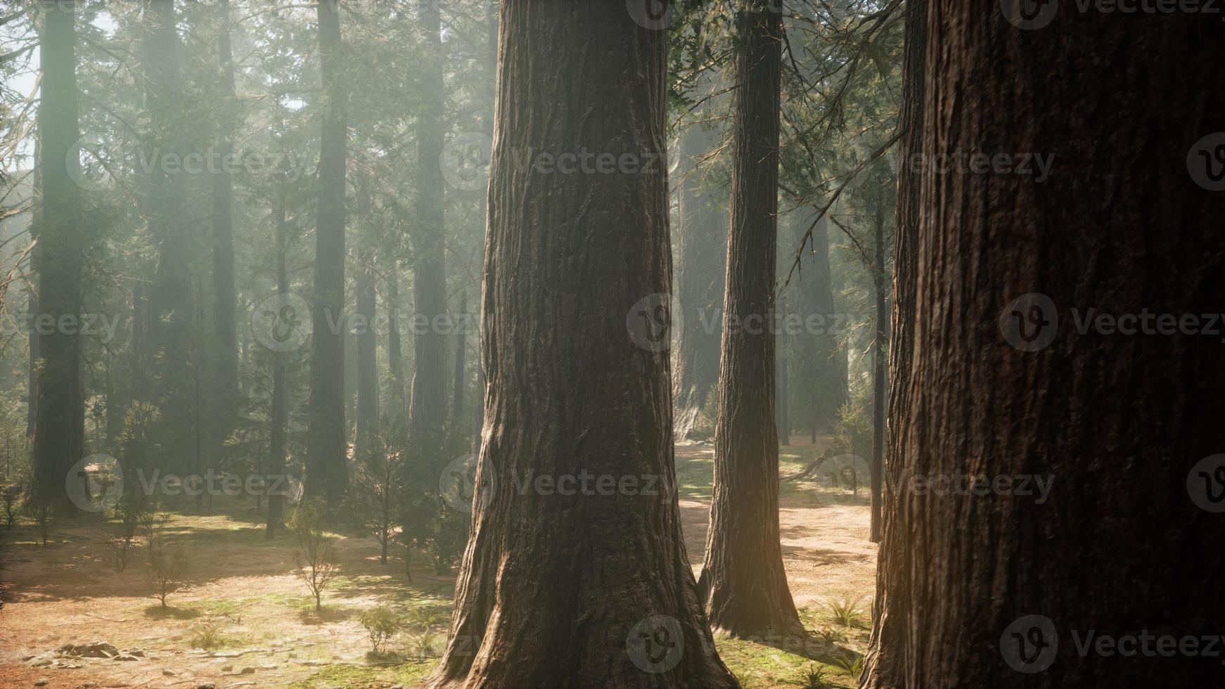 Sunset on the Giant Forest, Sequoia National Park, California photo