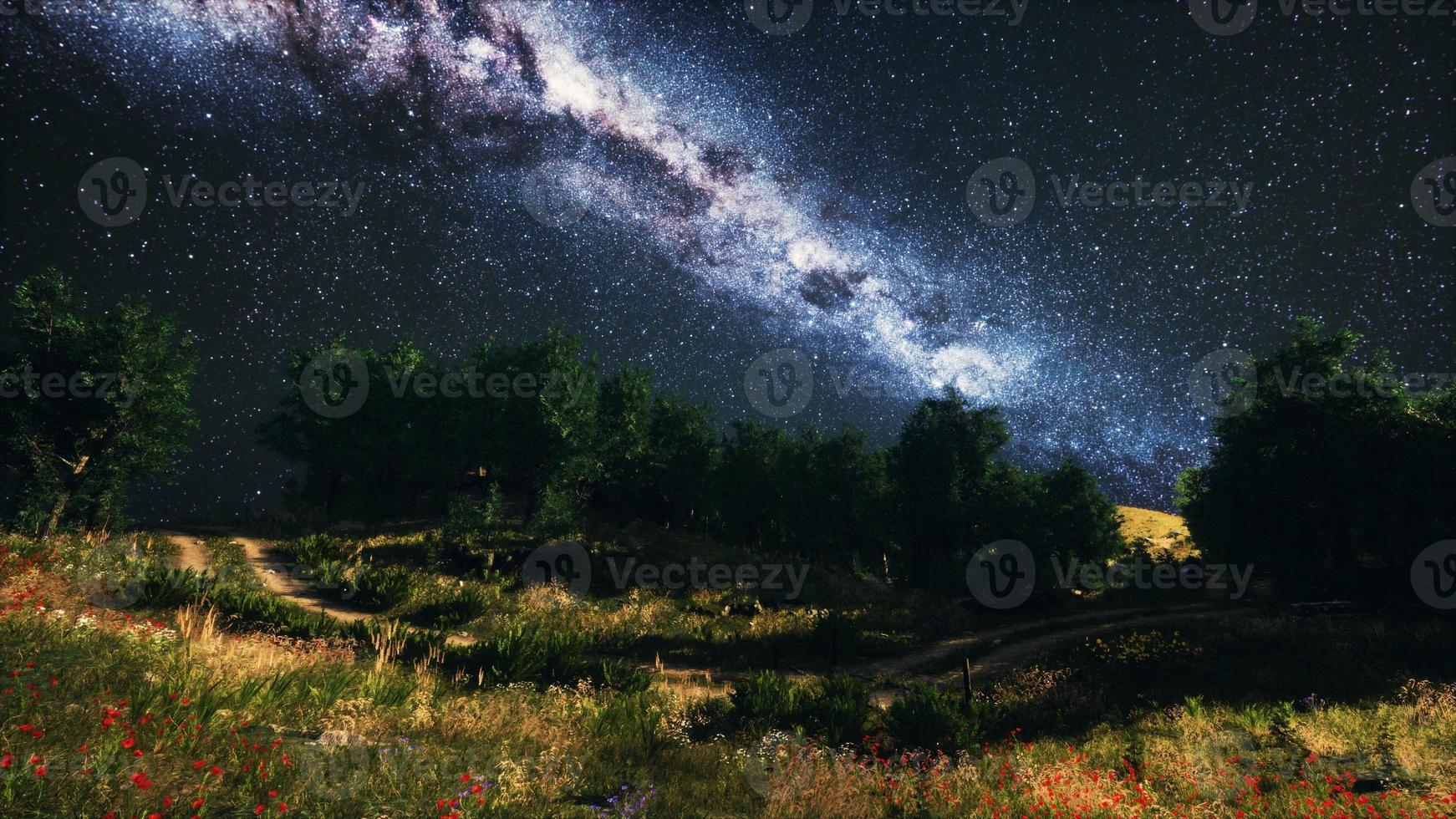 Green Trees Woods In Park Under Night Starry Sky photo