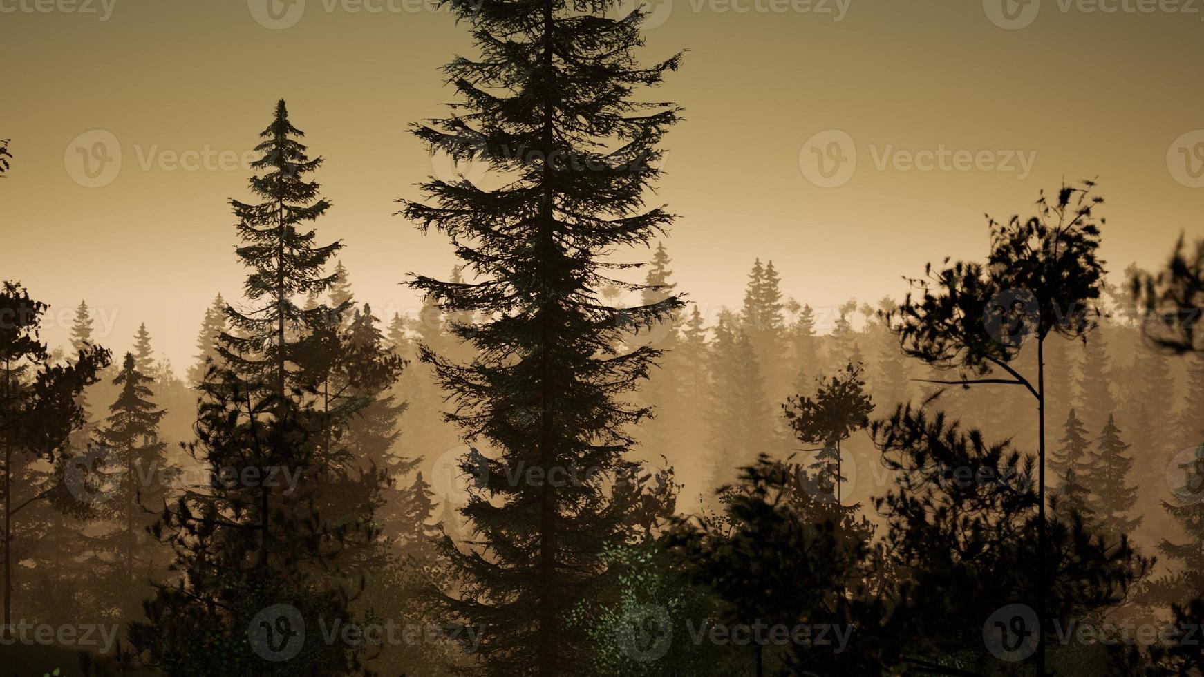 misty nordic forest in early morning with fog photo