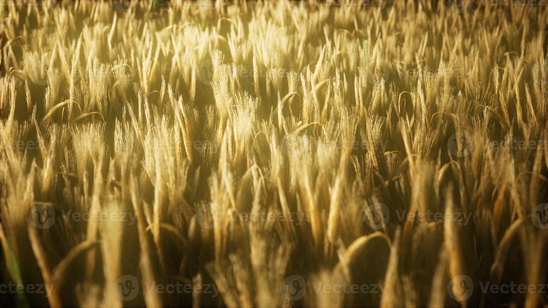 8K Ripe yellow rye field under beautiful summer sunset sky photo