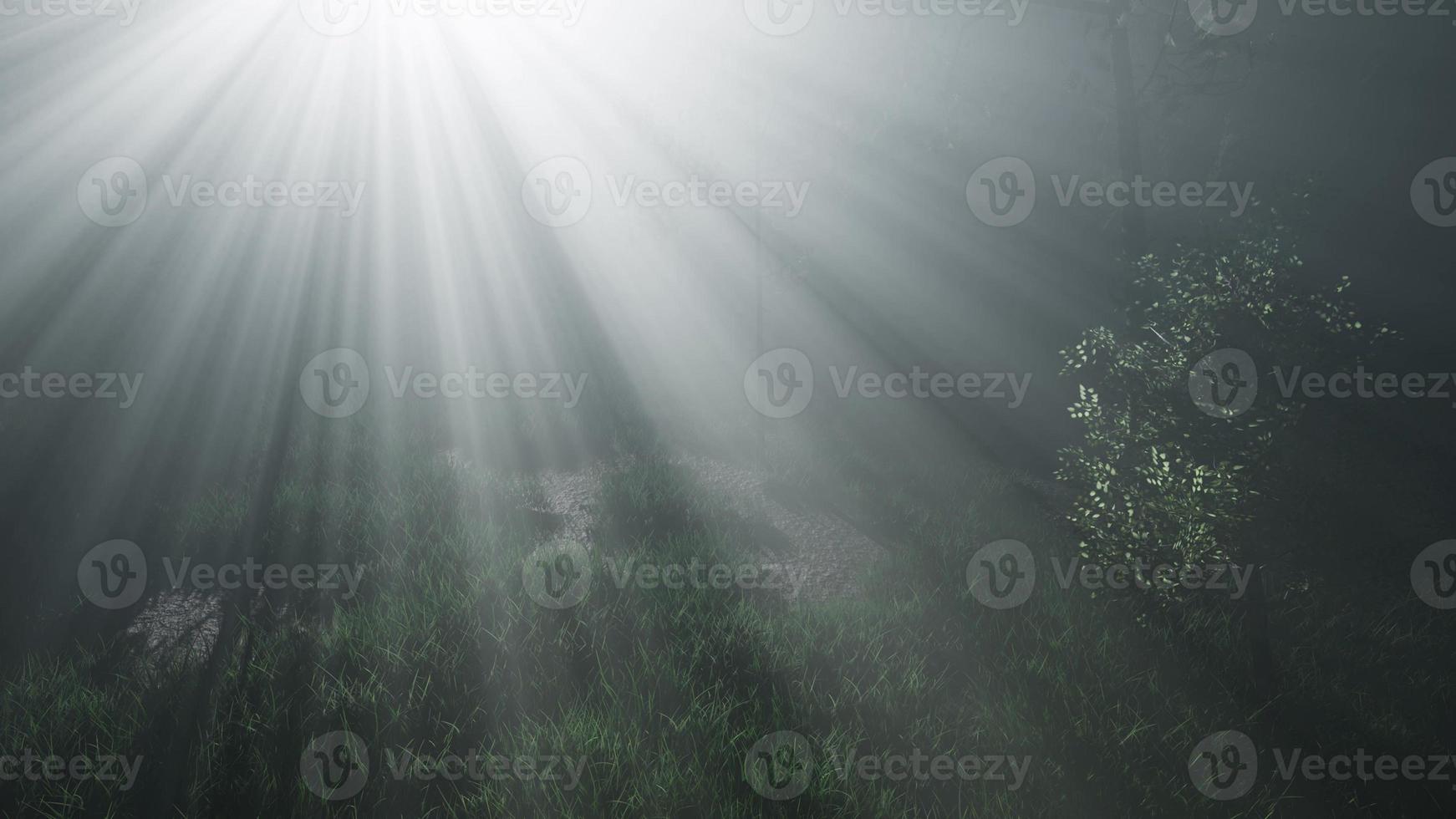 Misty Spring Morning in Pine Tree Forest photo