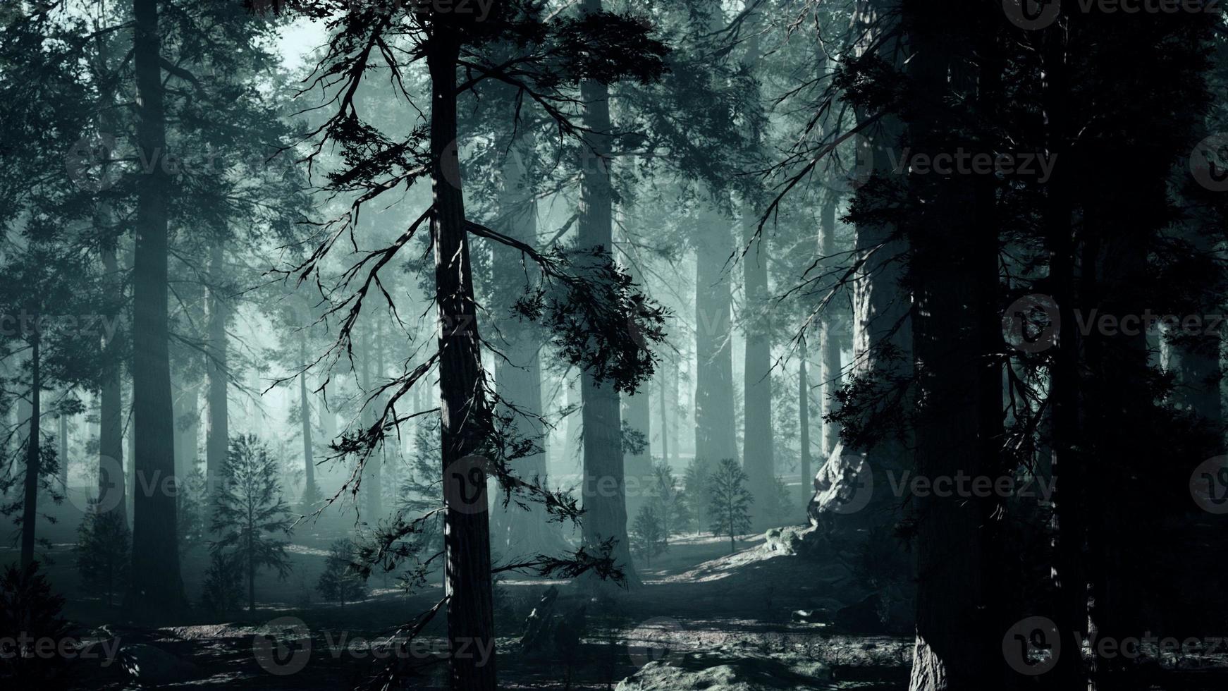 black tree trunk in a dark pine tree forest photo