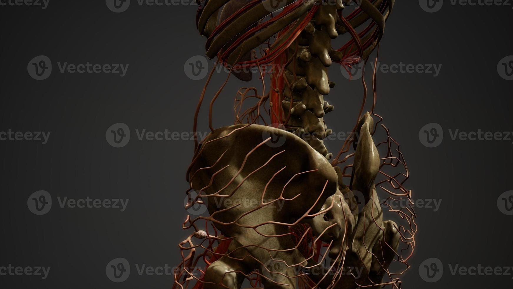 anatomía de los vasos sanguíneos del cuerpo humano foto