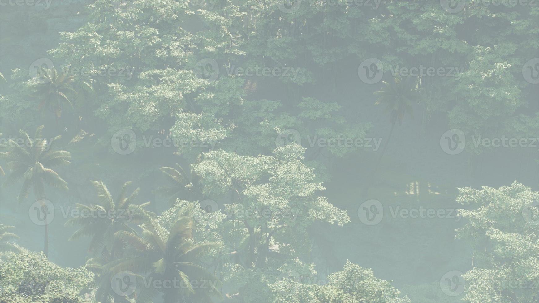 Fog covered jungle rainforest landscape photo