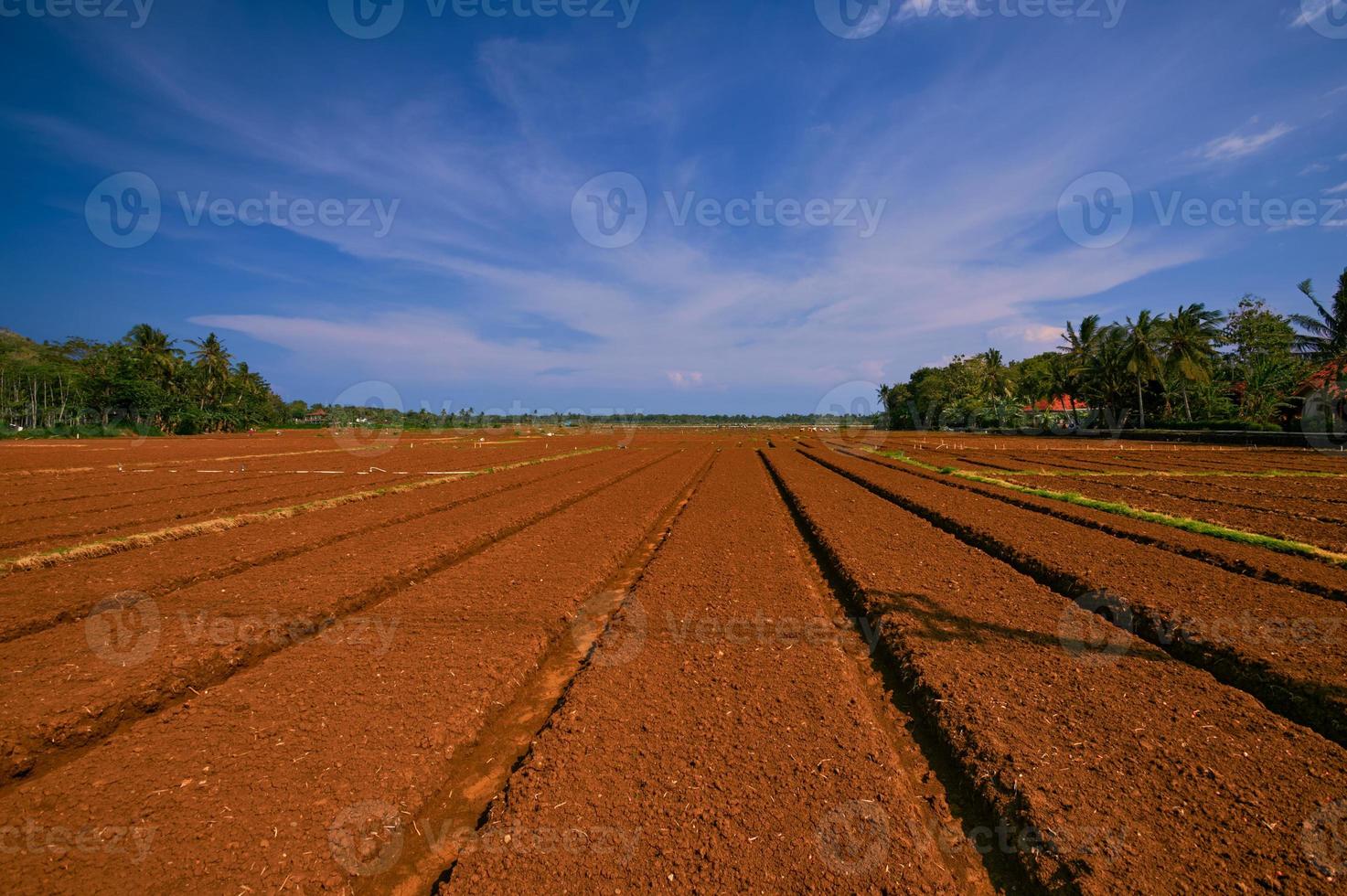 Beautiful agricultural land ready for planting photo