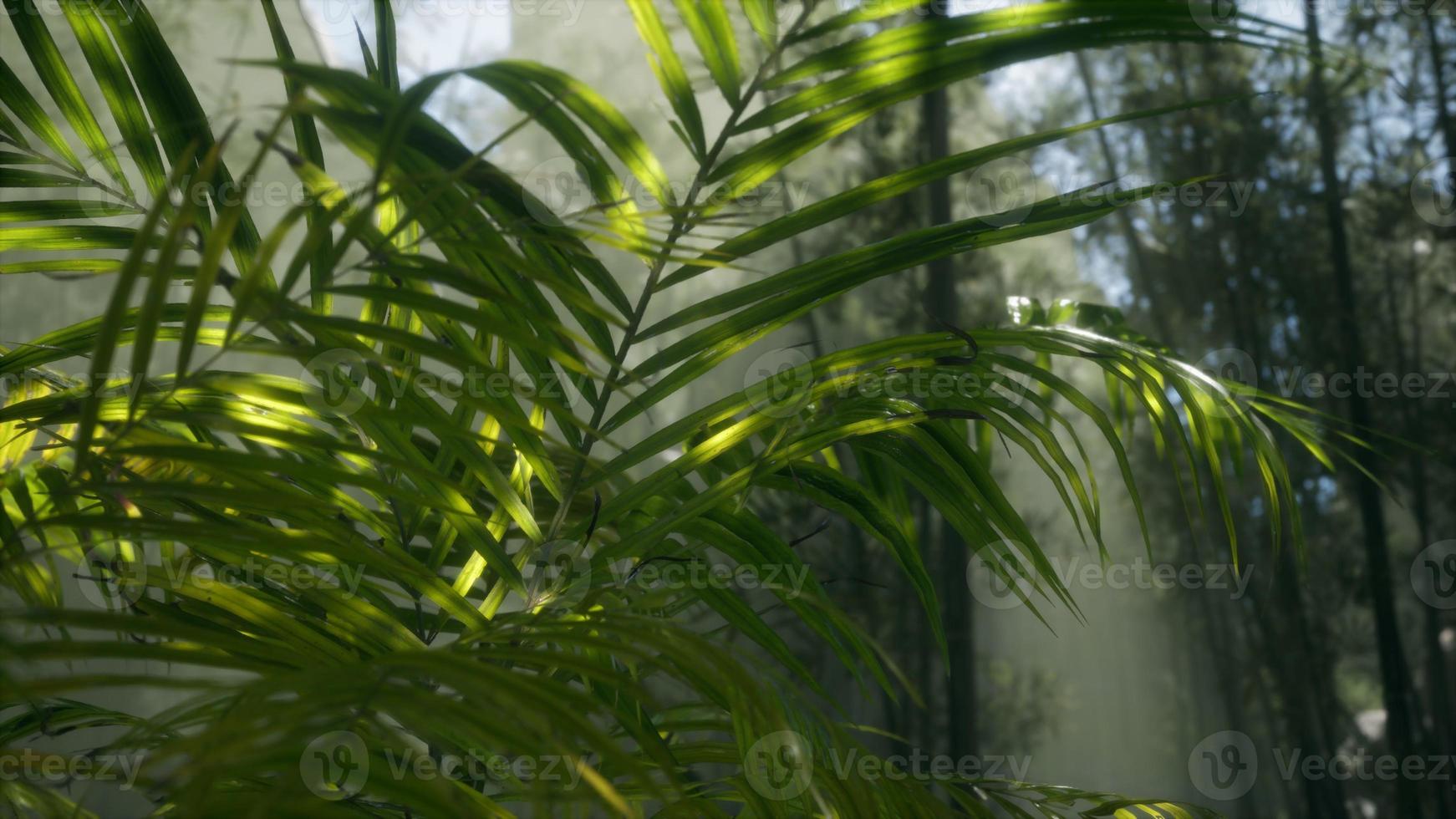 bright light shining through the humid misty fog and jungle leaves photo