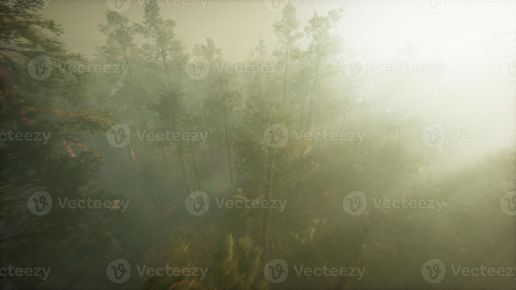 drone rompiendo la niebla para mostrar secoyas y pinos foto