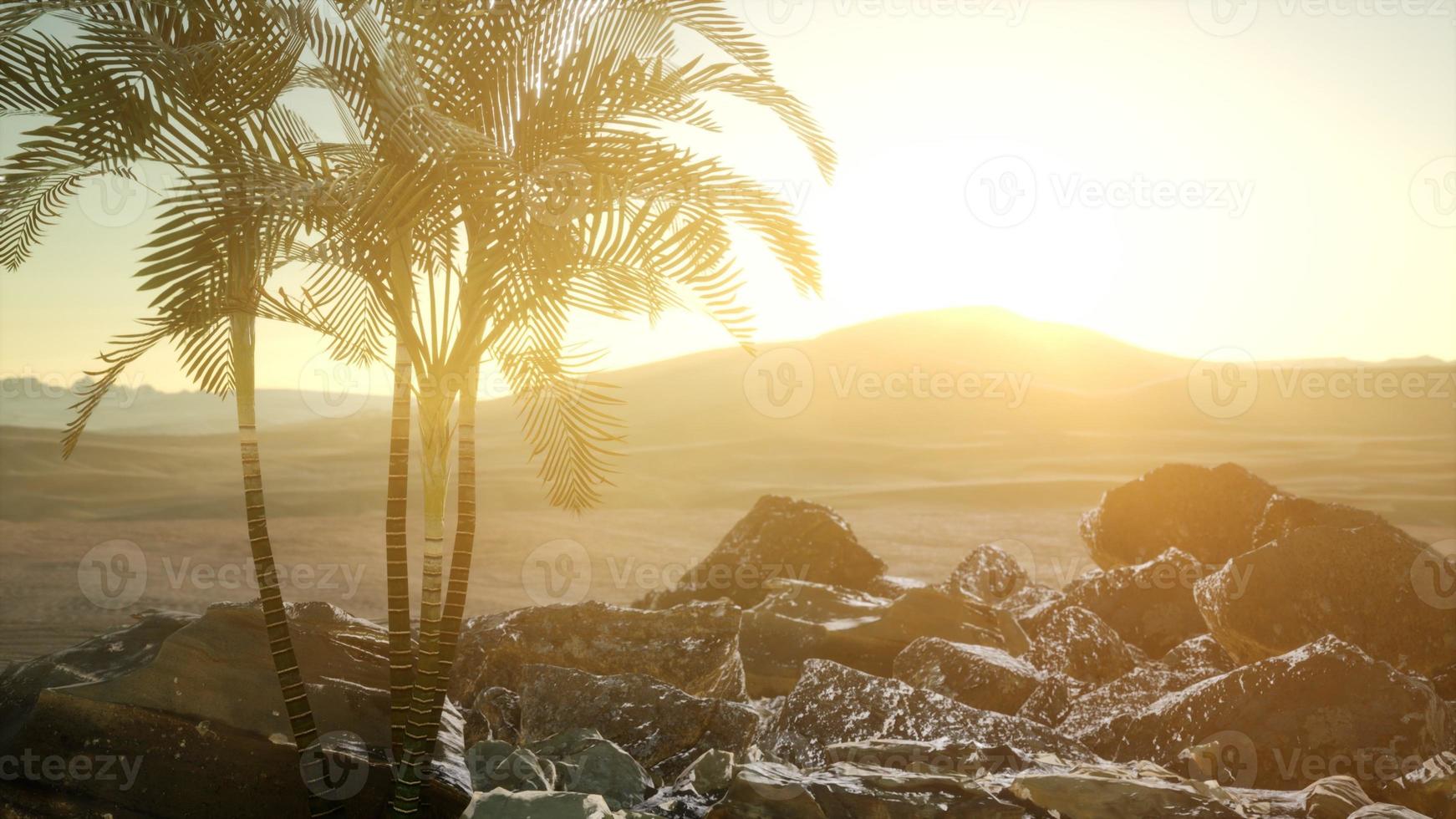 palms in desert at sunset photo