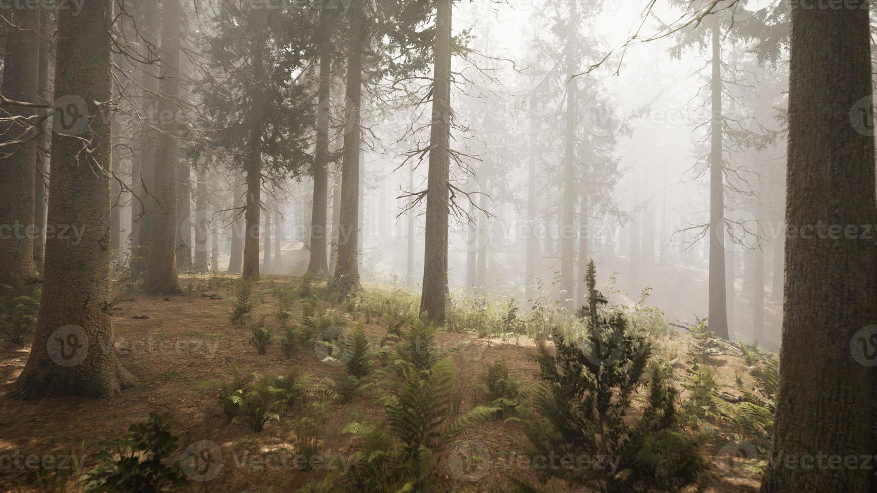 Sunbeams in Natural Spruce Forest photo