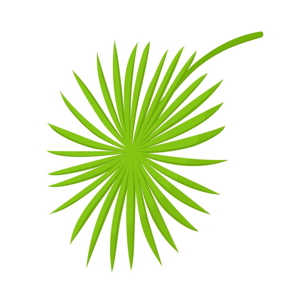 Green palm leaf on white background. vector