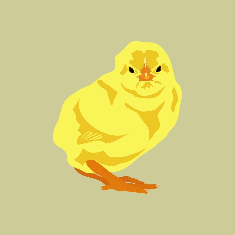 Little yellow chick. vector