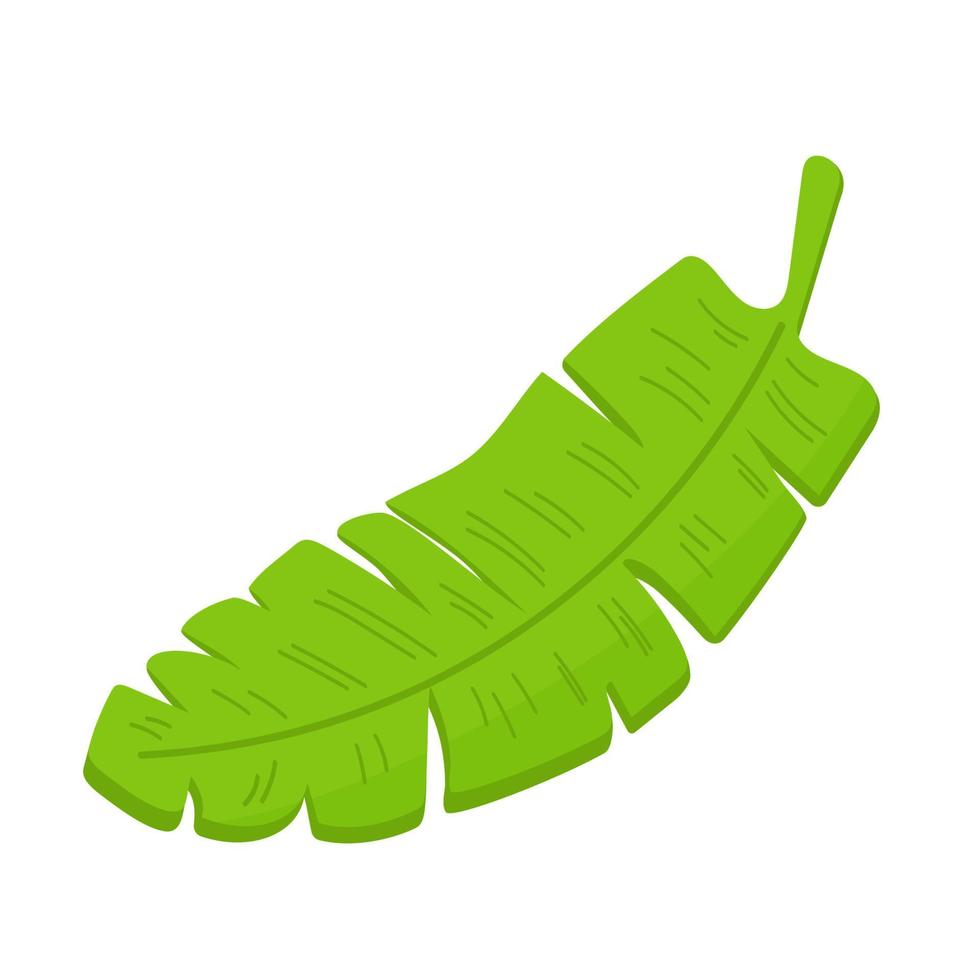 Green tropical leaf in cartoon style. vector