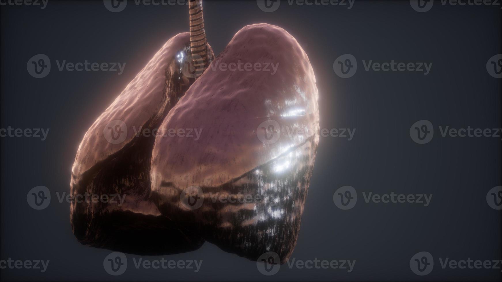 loop 3d prestado animación médica precisa del pulmón humano foto