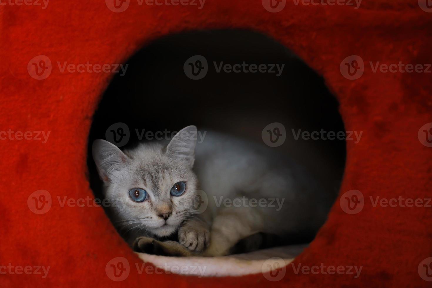 Cute grey kitten in blue eyes cat in red kitten house photo