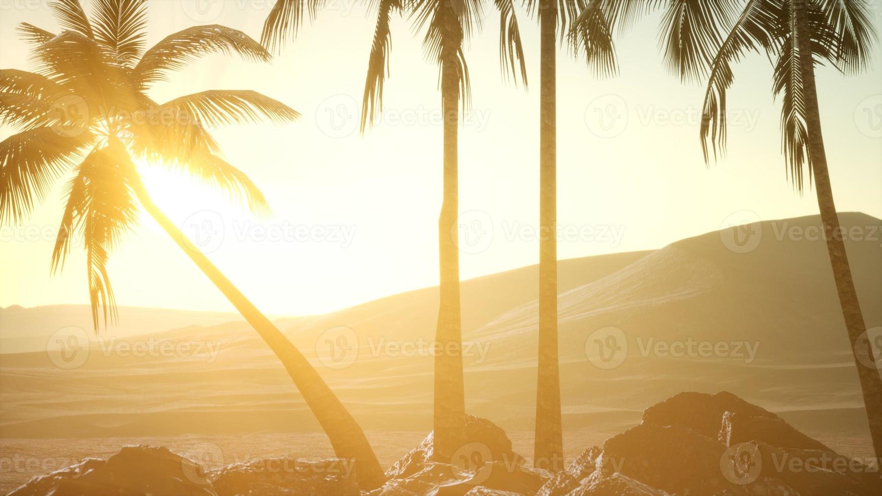 palms in desert at sunset photo