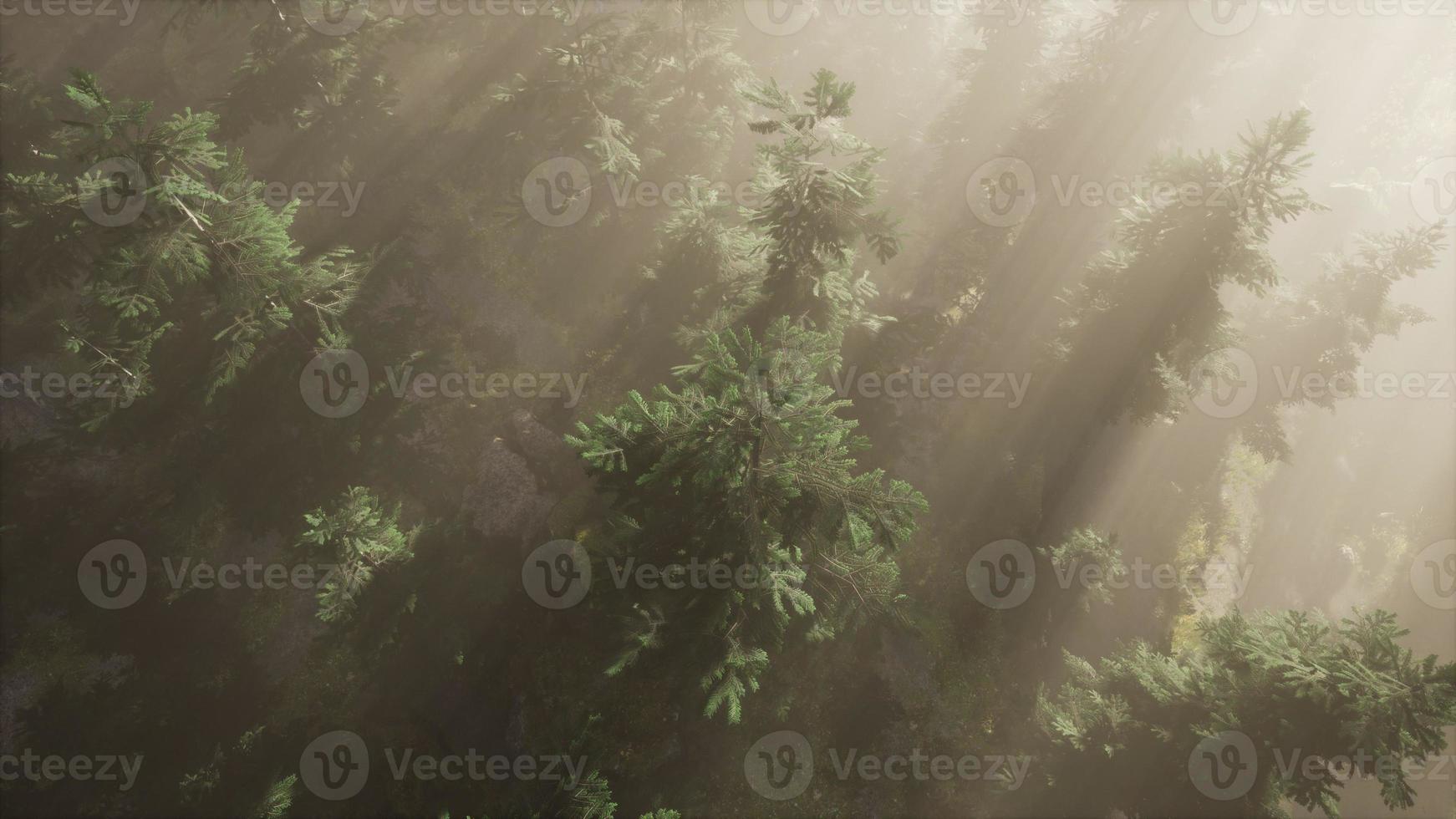 aerial sunrays in forest with fog photo