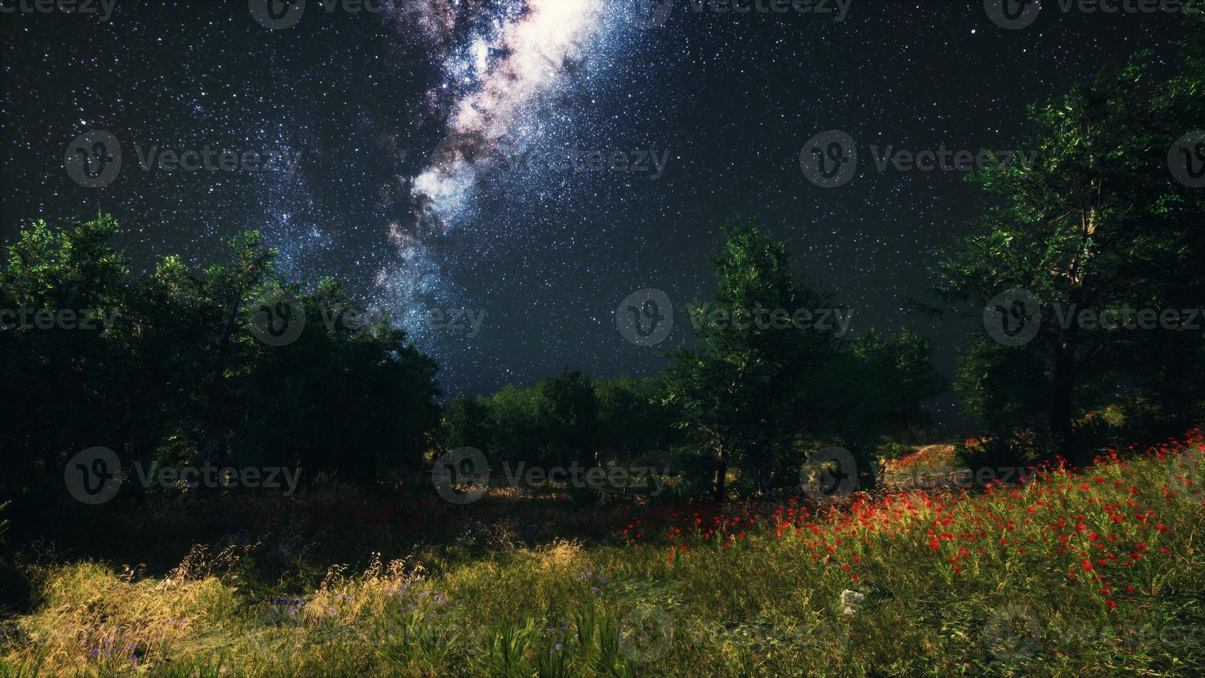 bosques de árboles verdes en el parque bajo el cielo estrellado de la noche foto