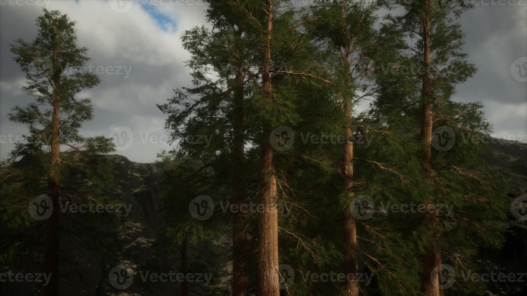 Fog and pine trees on rugged mountainside and coming storm photo