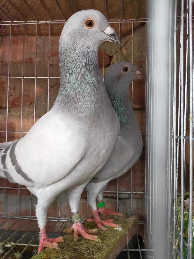 palomas rey y reina y palomas y pájaros extraordinarios foto