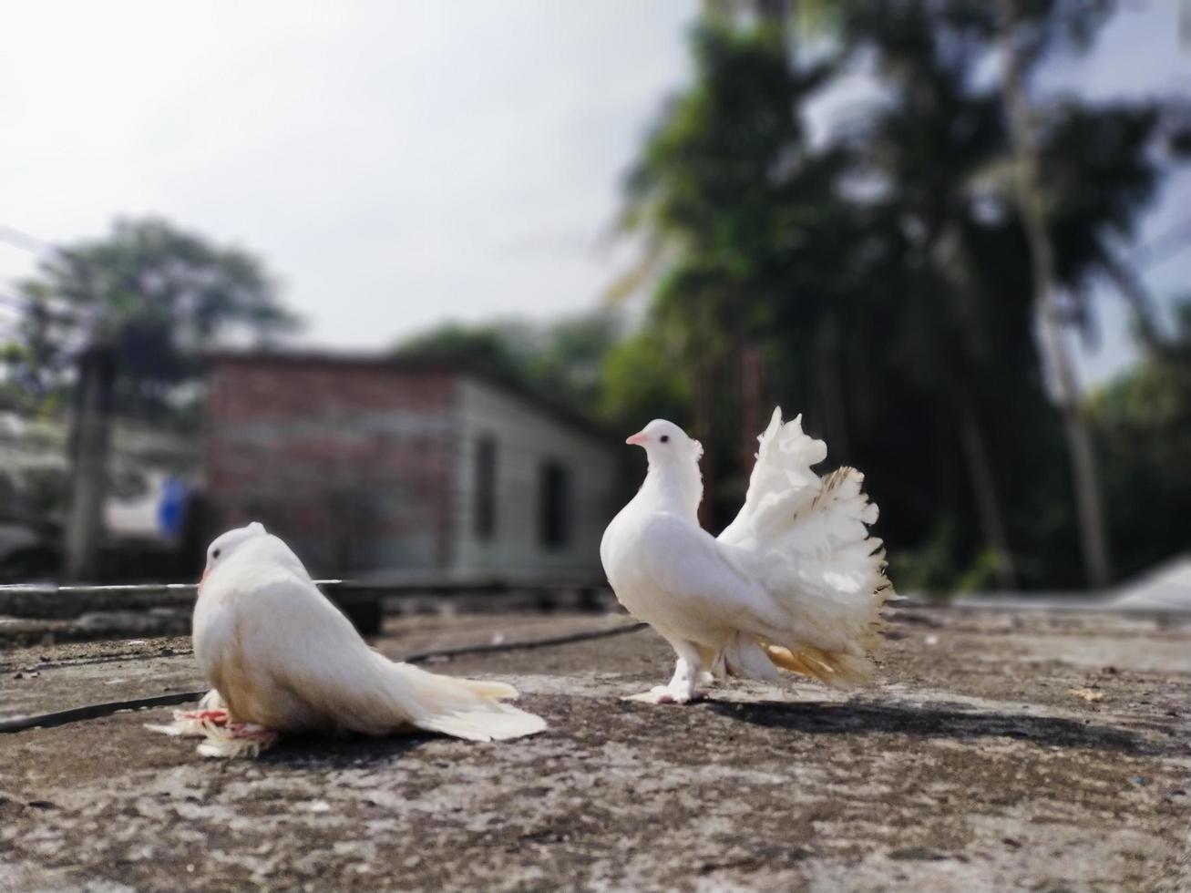 King and Queen pigeons and extraordinary doves and birds photo