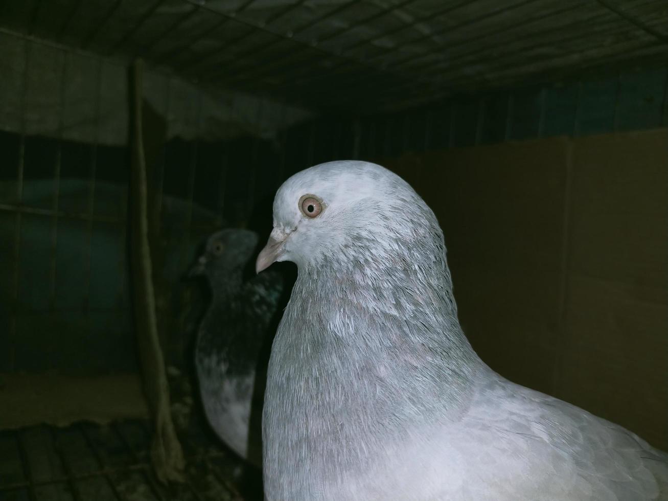 King and Queen pigeons and extraordinary doves and birds photo