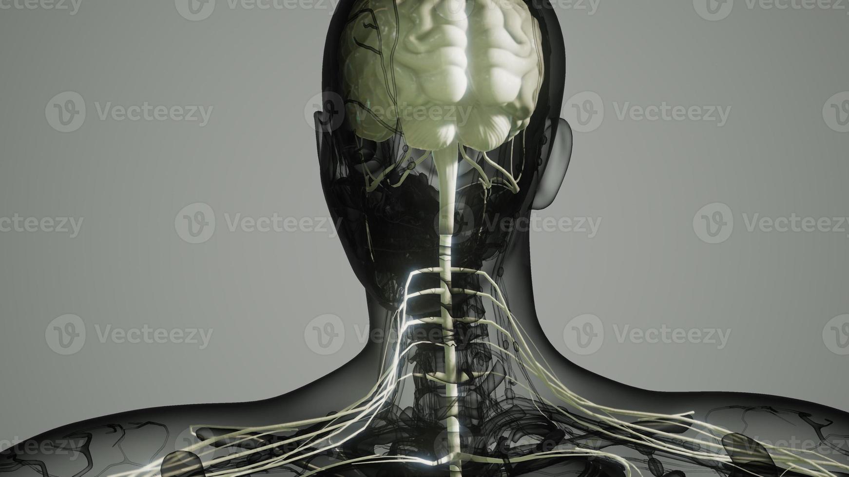 brain and nervous system of human photo