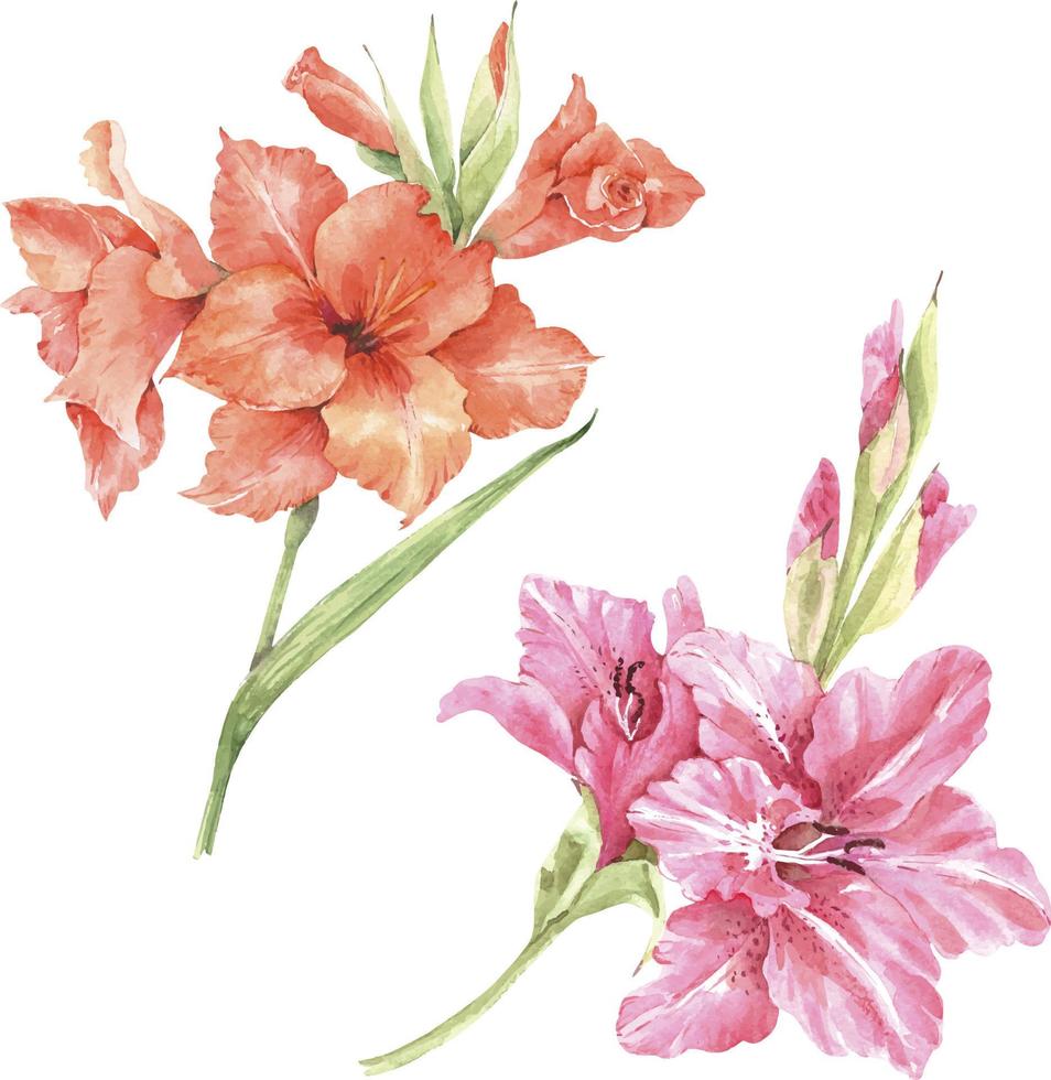 Set of watercolor illustrations with pink and orange lily flowers, hand painted. vector