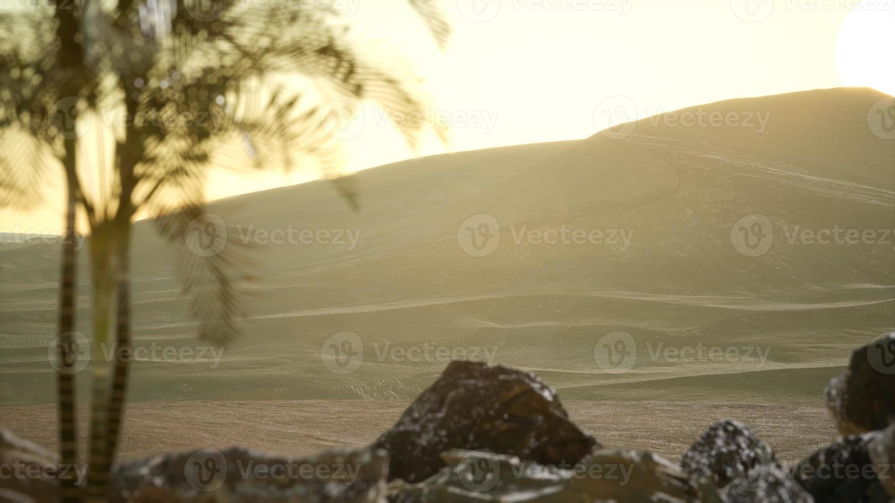 palms in desert at sunset photo