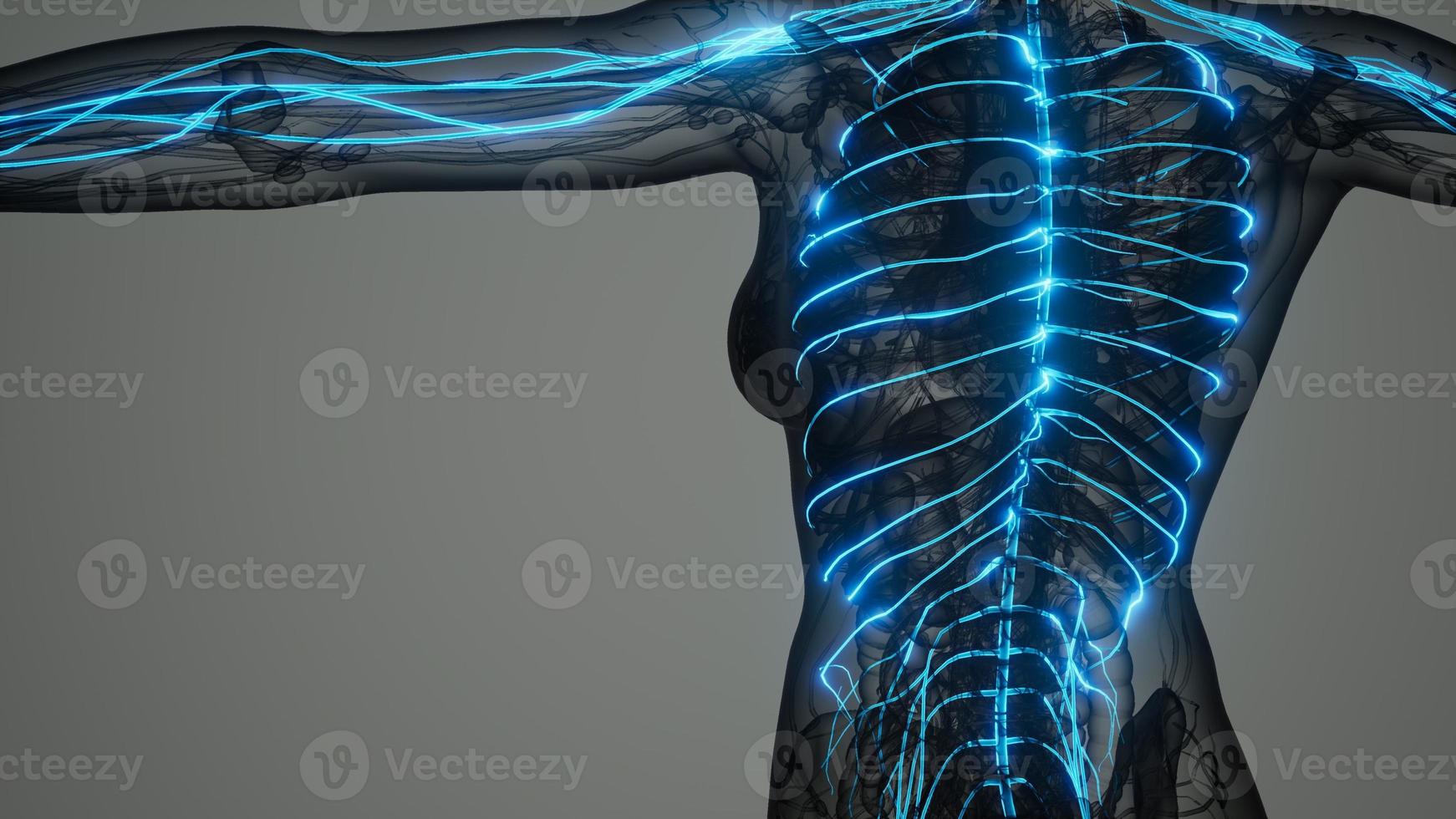 brain and nervous system of human photo