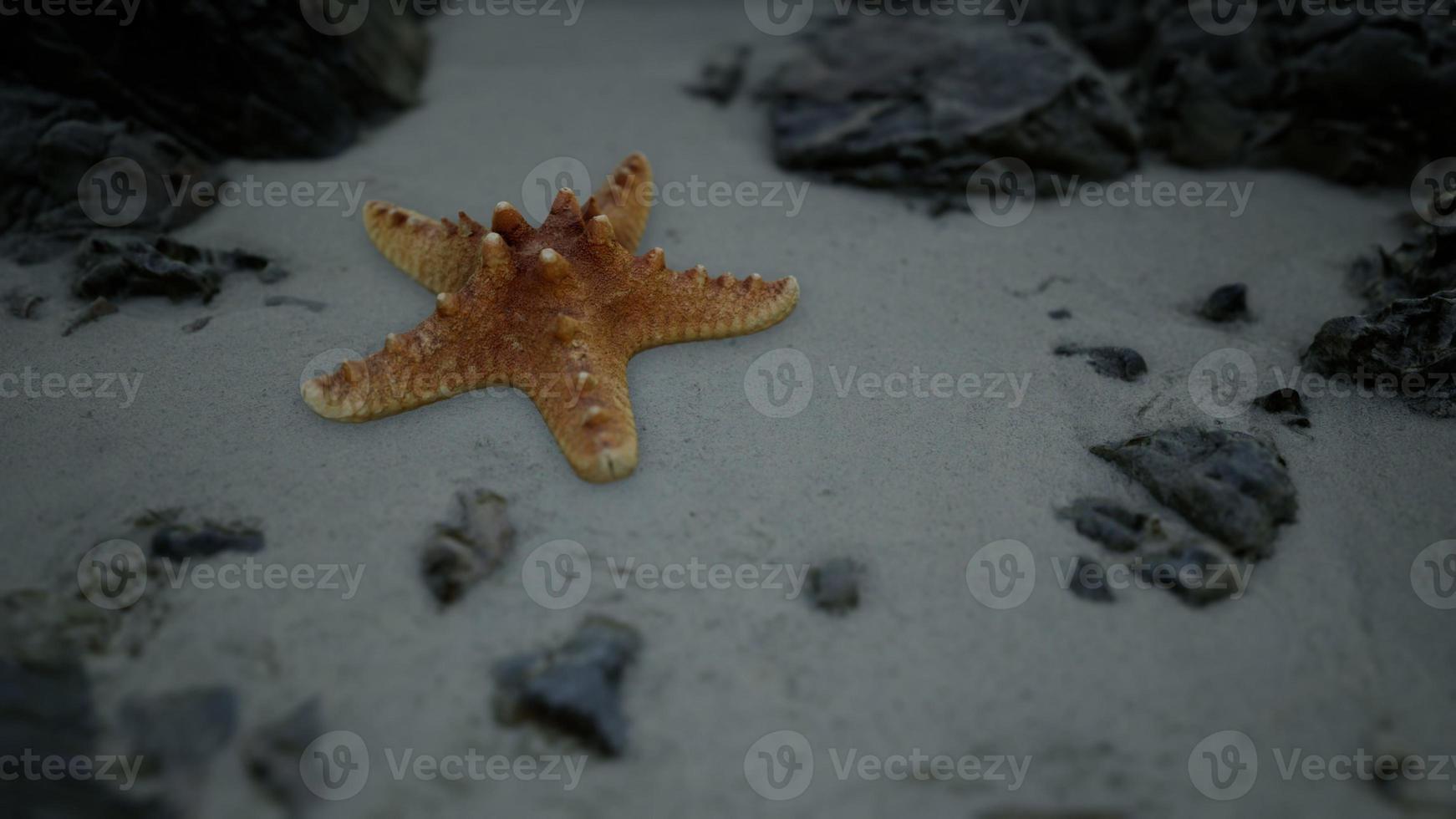 Starfish on sandy beach at sunset photo